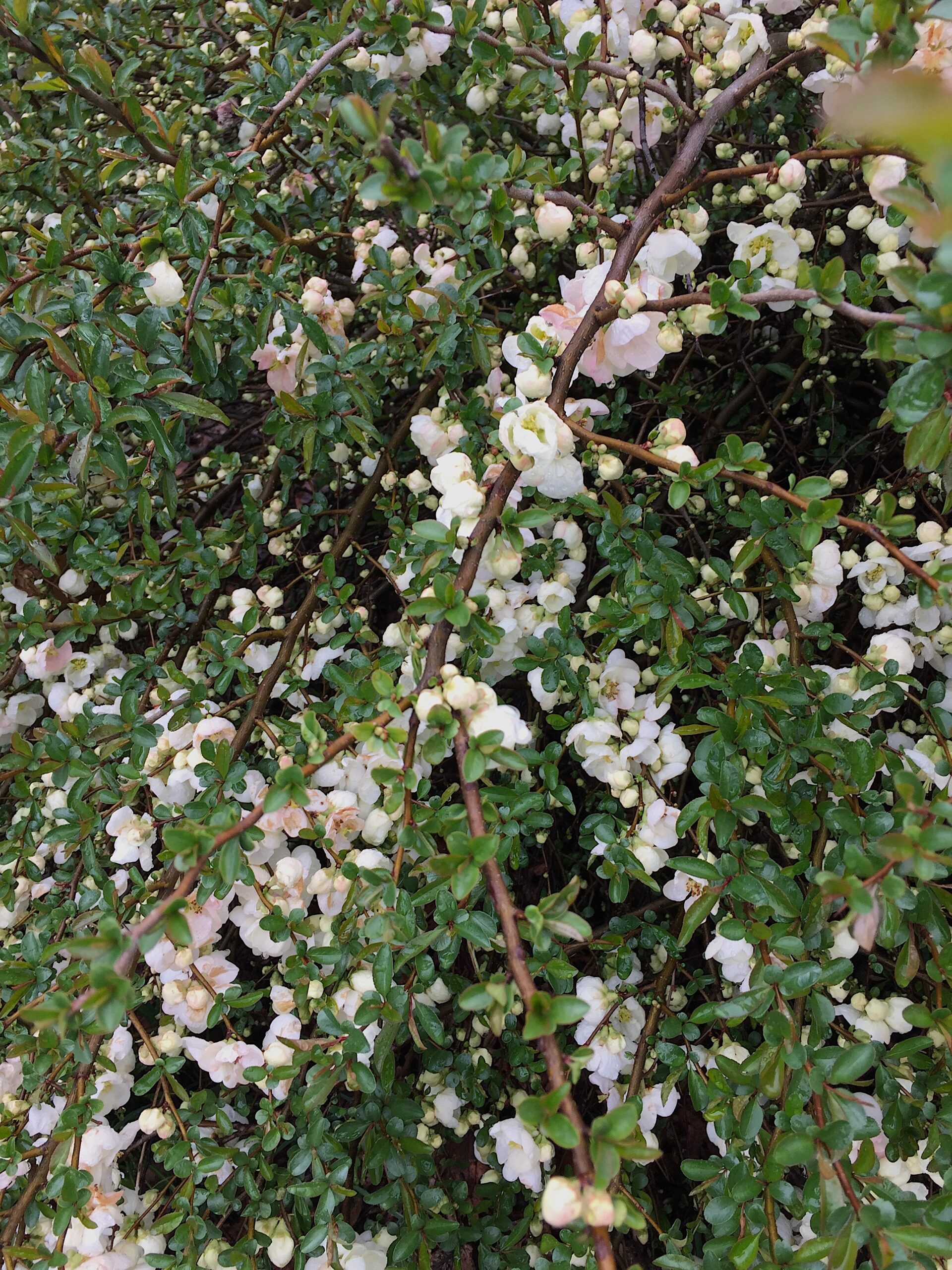 Chaenomeles speciosa cv. - flowering quince cultivar