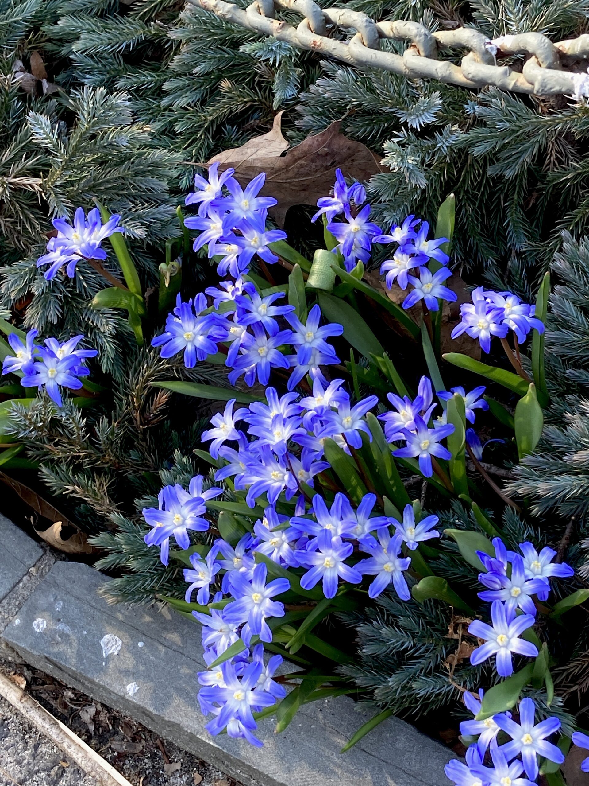 Chionodoxa forbesii ‘Blue Giant’ - glory of the snow
