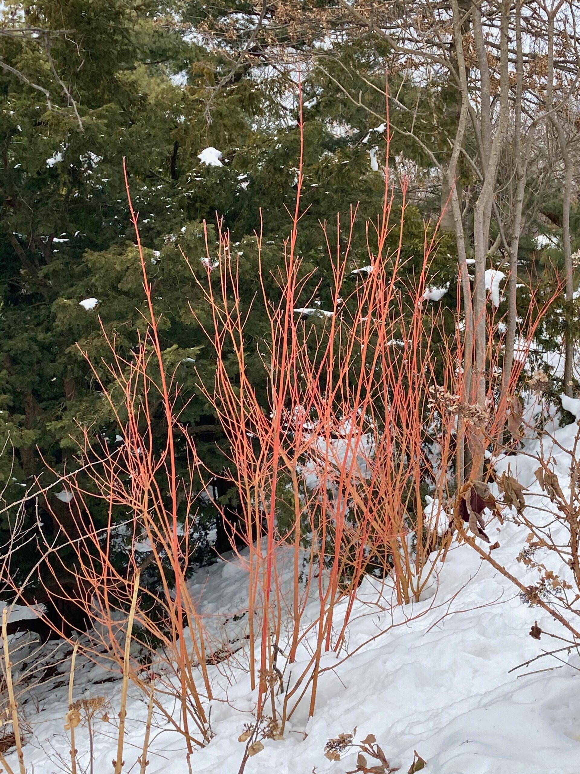 Cornus sericea 'Cardinal' - red twig dogwood