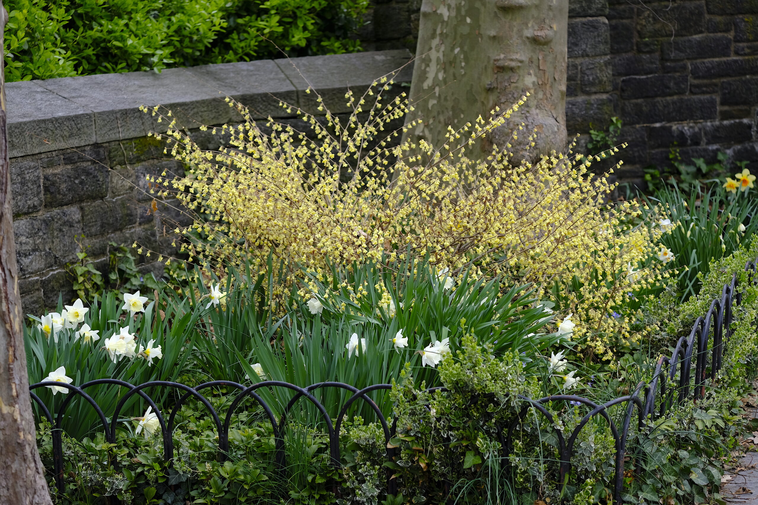Corylopsis pauciflora - buttercup winter hazel