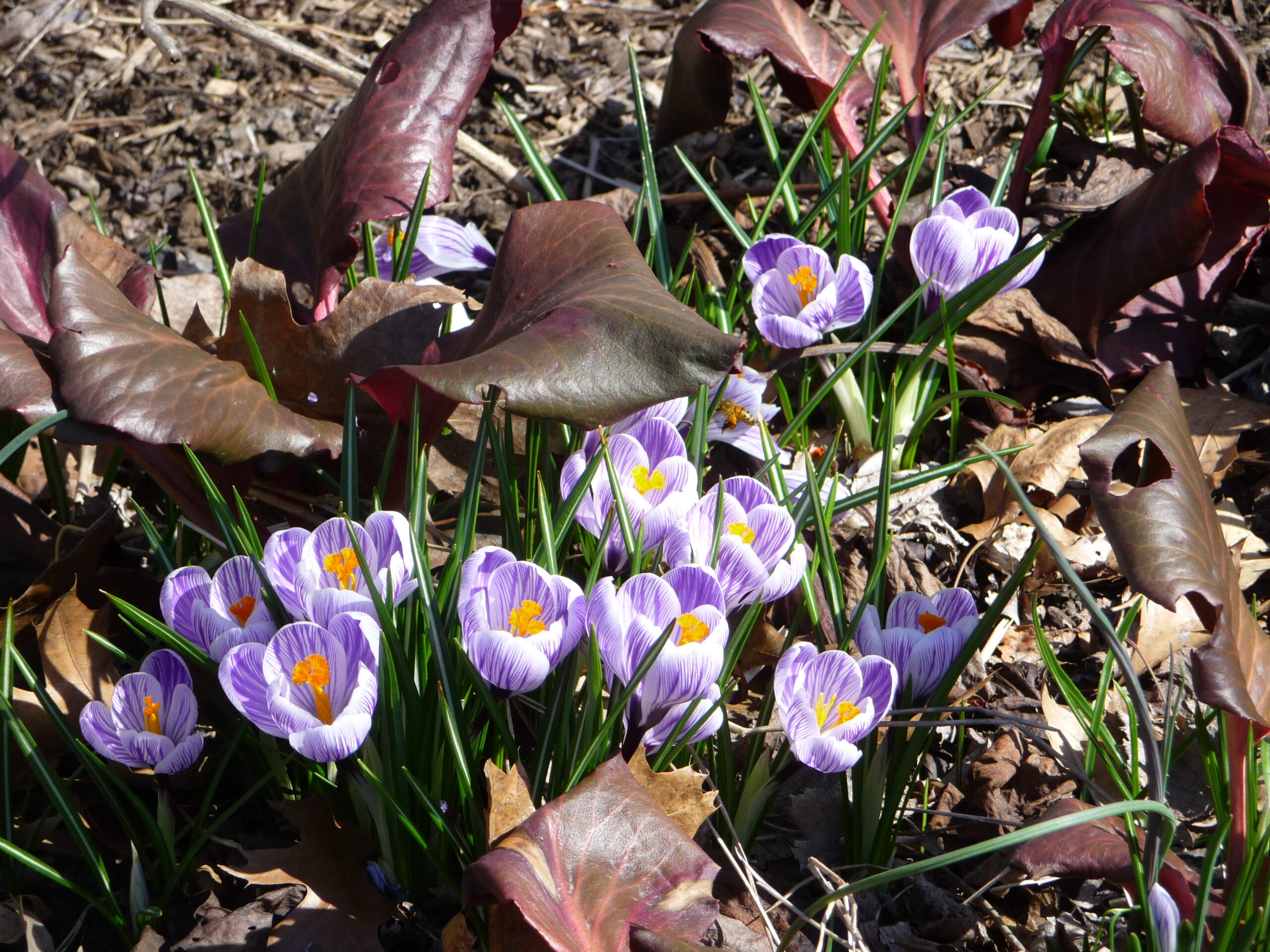 Crocus minimus - species crocus