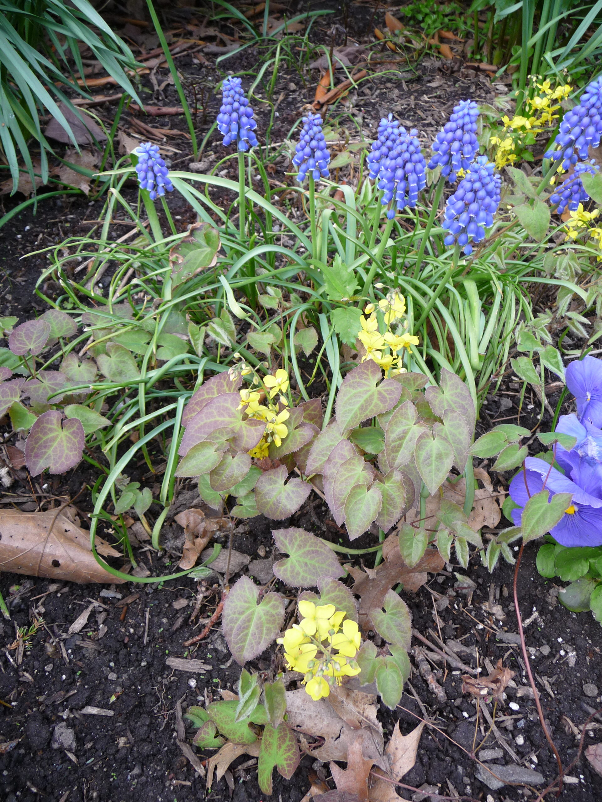 Muscari latifolium - broad-leaved grape hyacinth