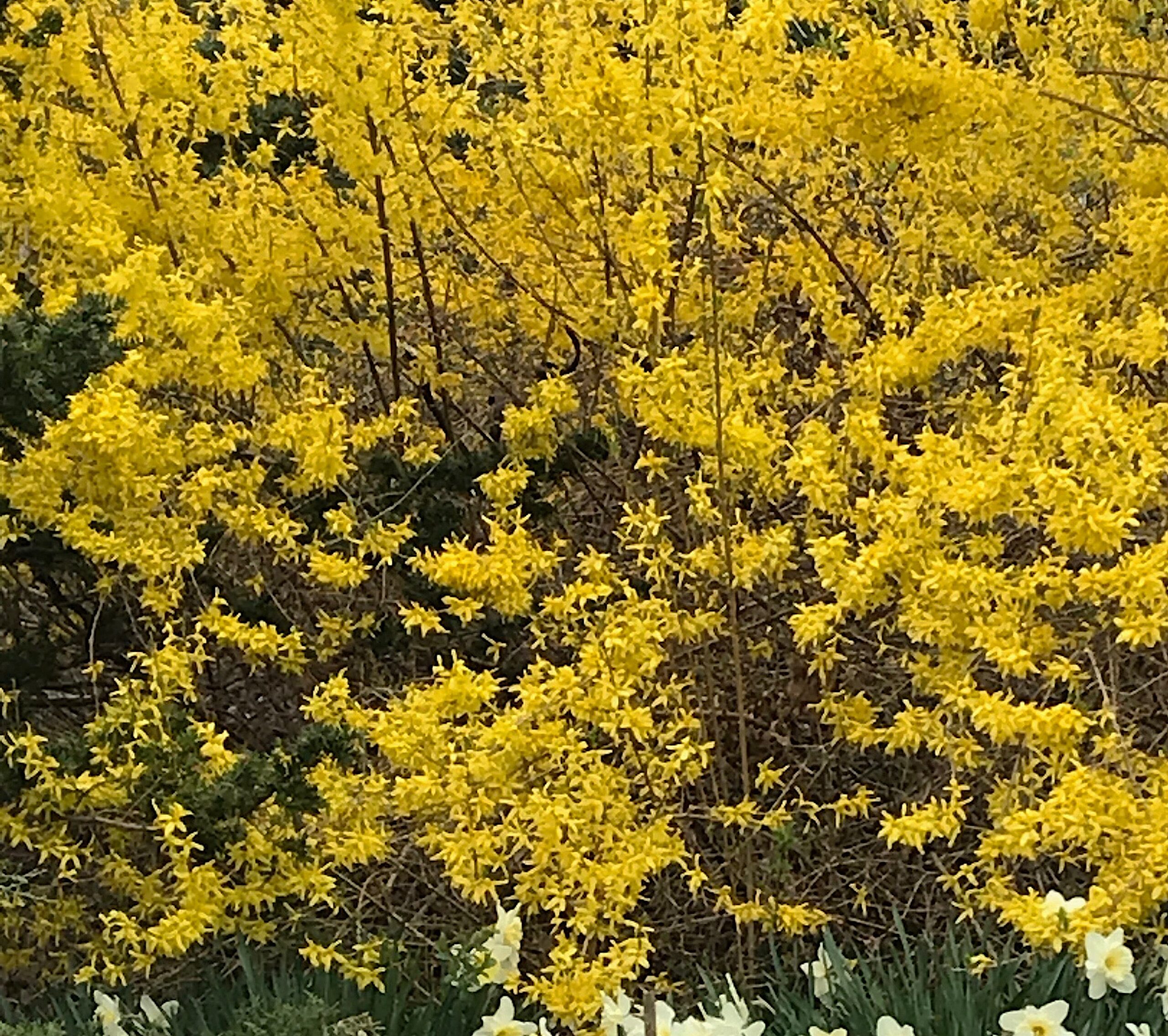 Forsythia x intermedia - border forsythia