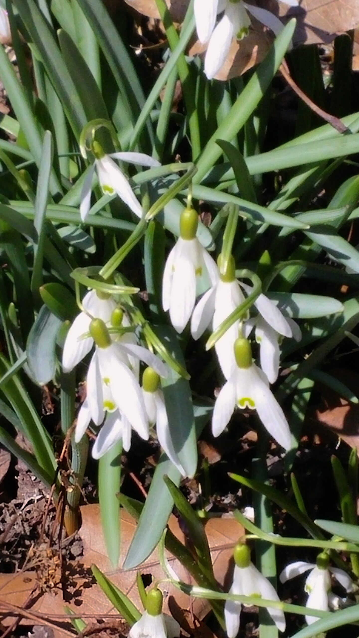 Galanthus nivalis cvs. - snowdrop cultivars
