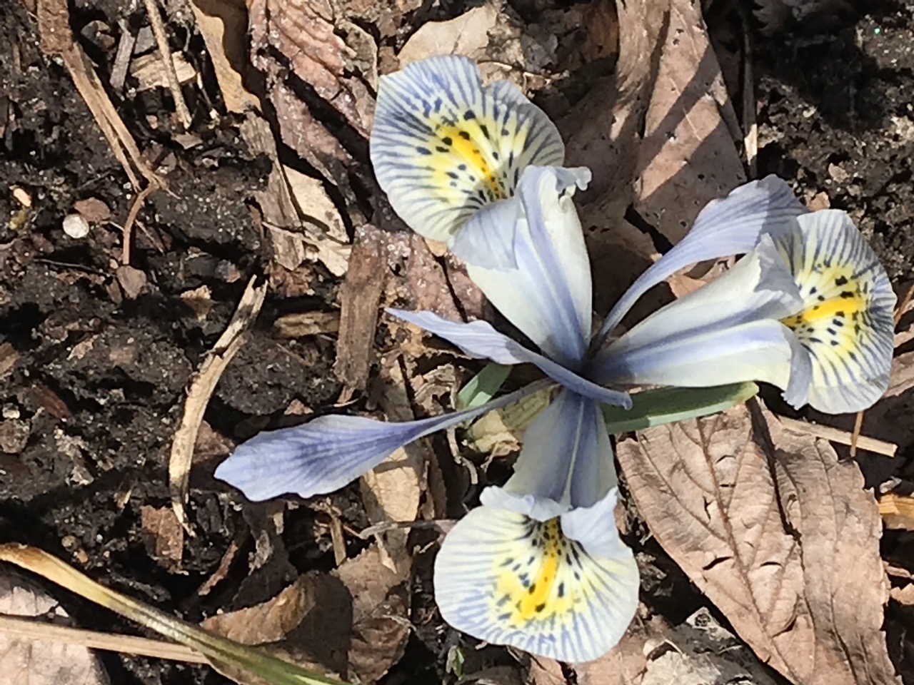 Iris 'Katharine Hodgkin' - dwarf iris