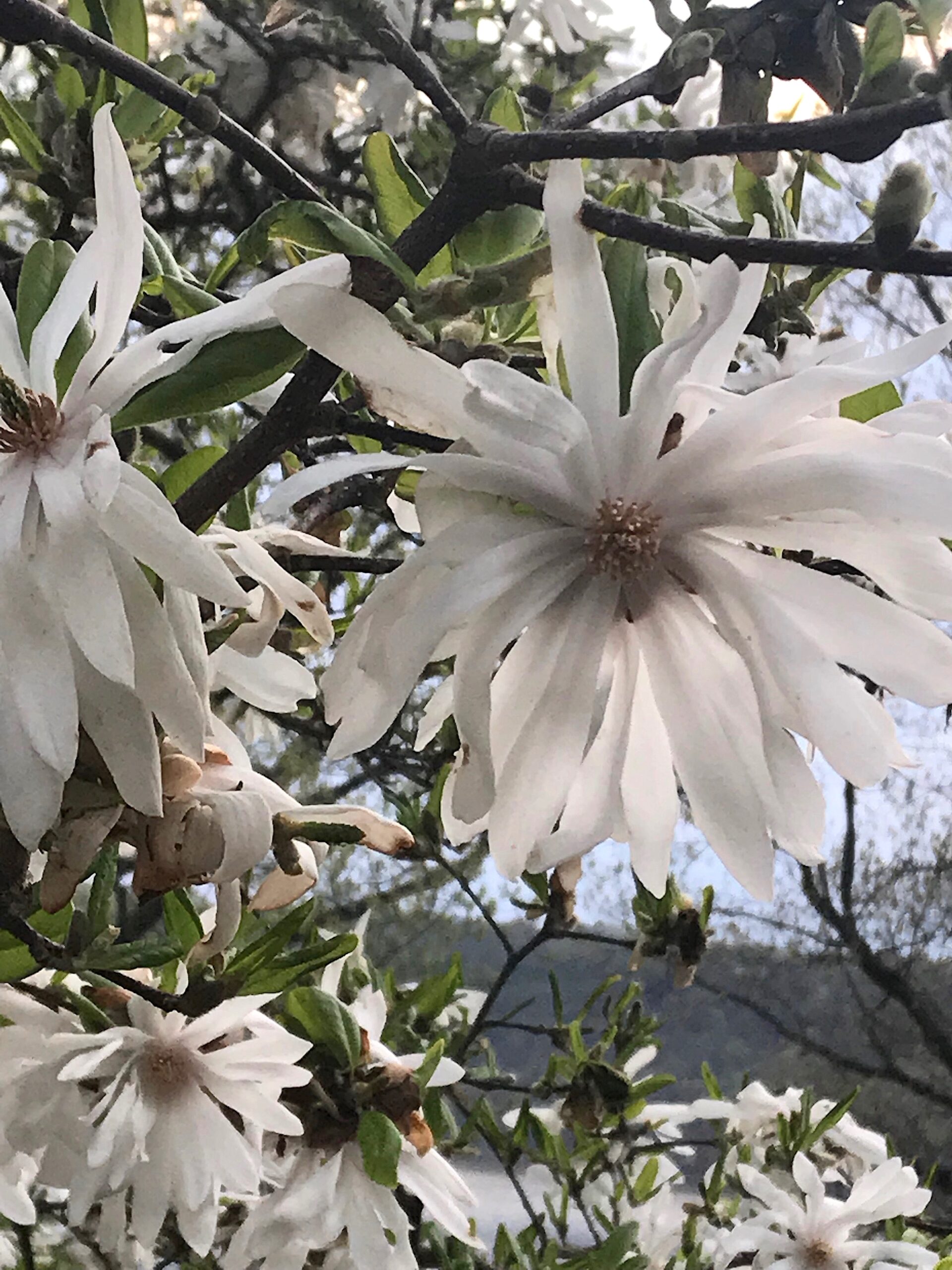 Magnolia stellata - star magnolia