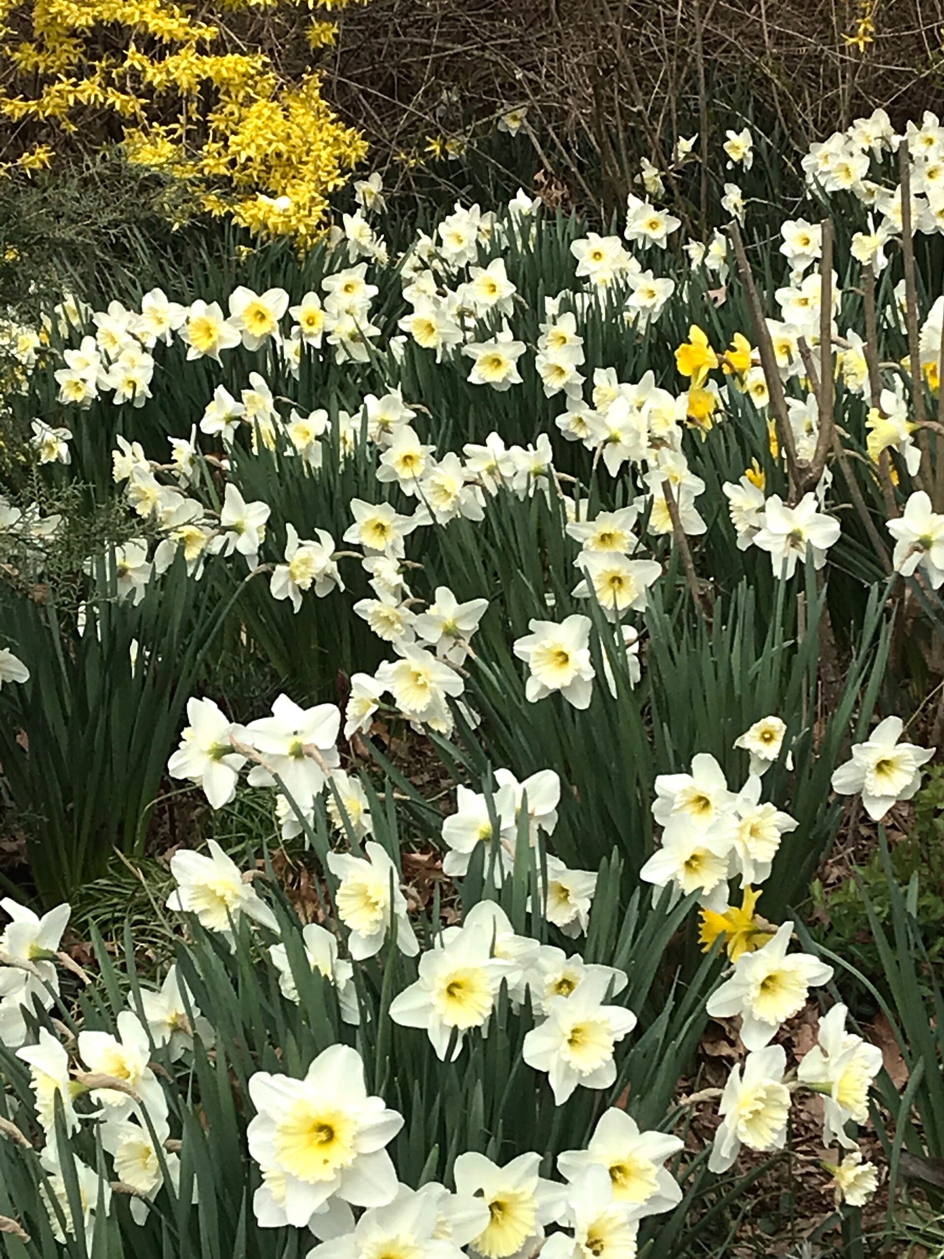 Narcissus cvs. - daffodil cultivars