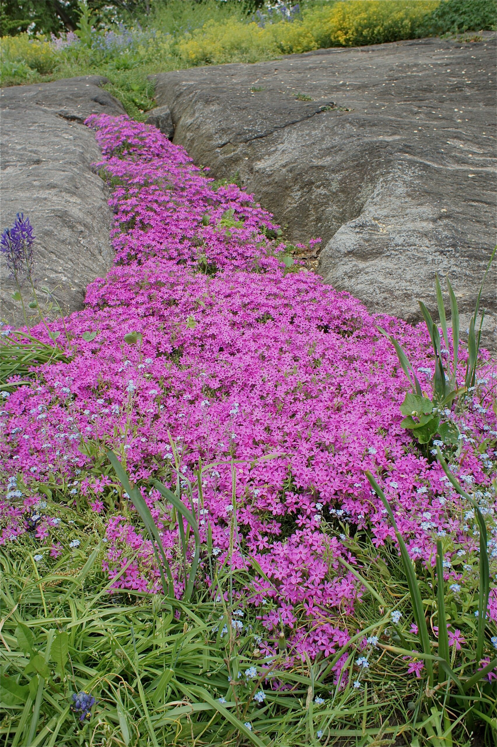 Phlox subulata cvs. - moss phlox cultivars