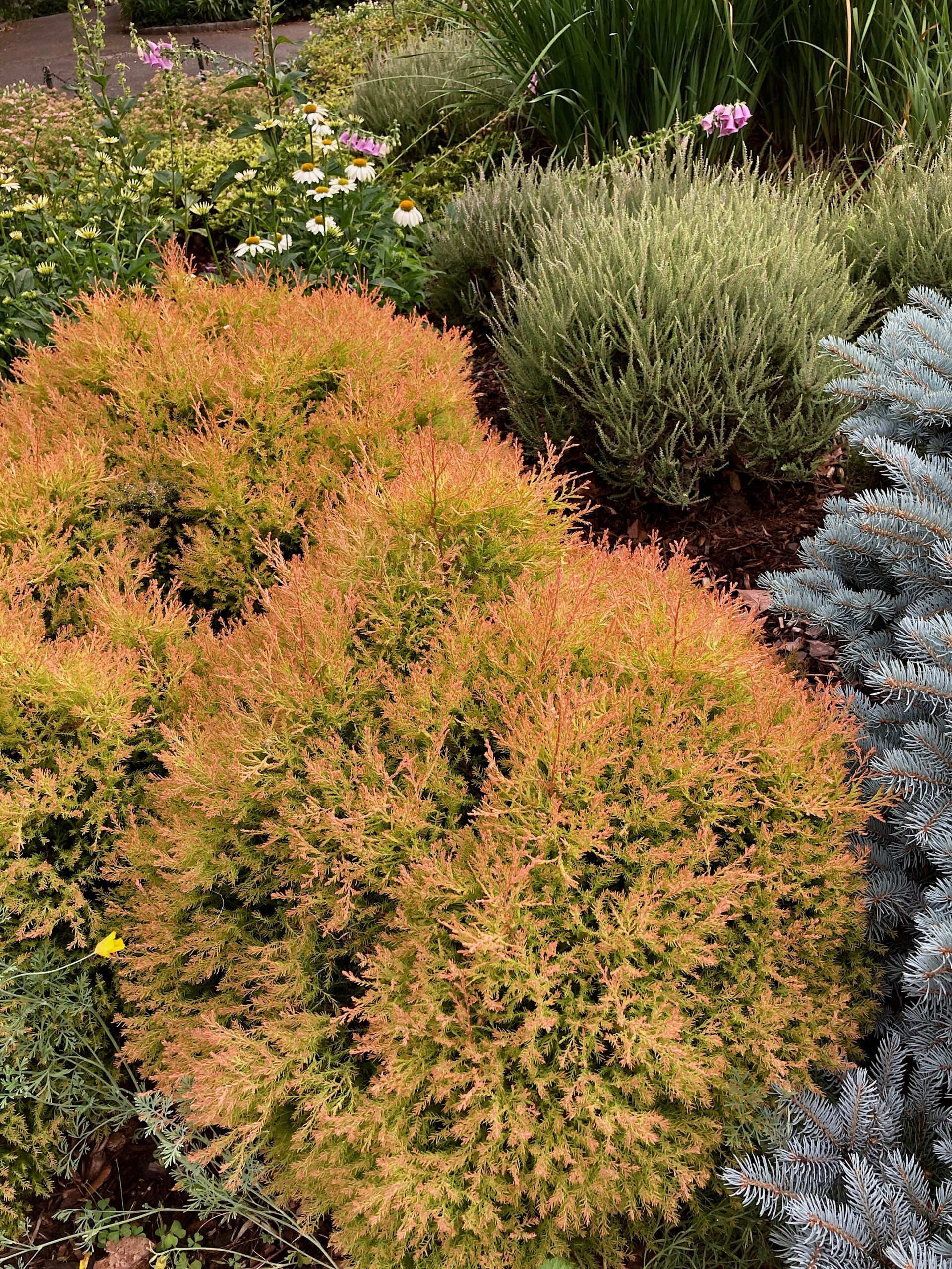 Thuja occidentalis ‘Fire Chief’ - globe arborvitae