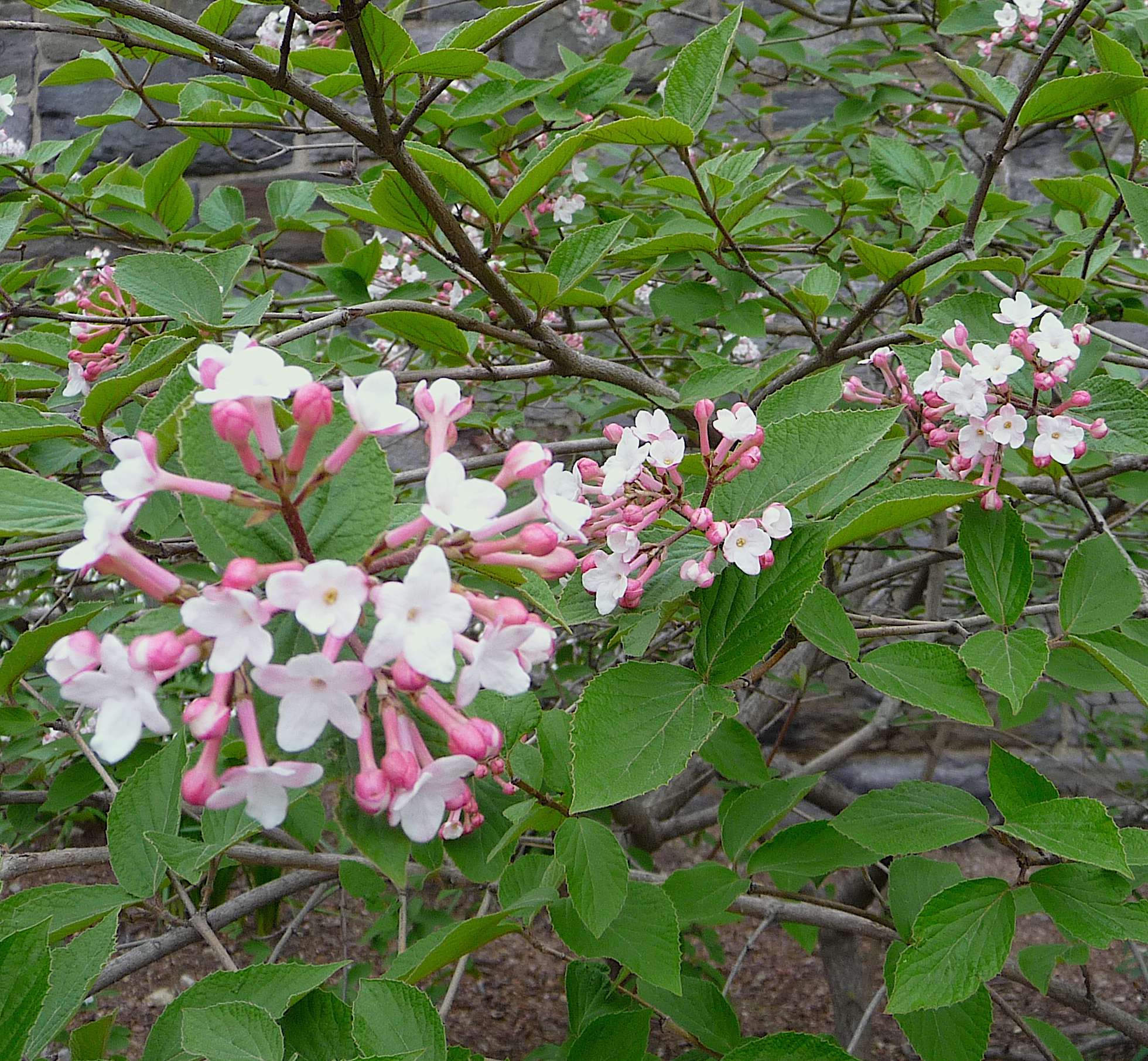 Viburnum carlesii - Koreanspice viburnum