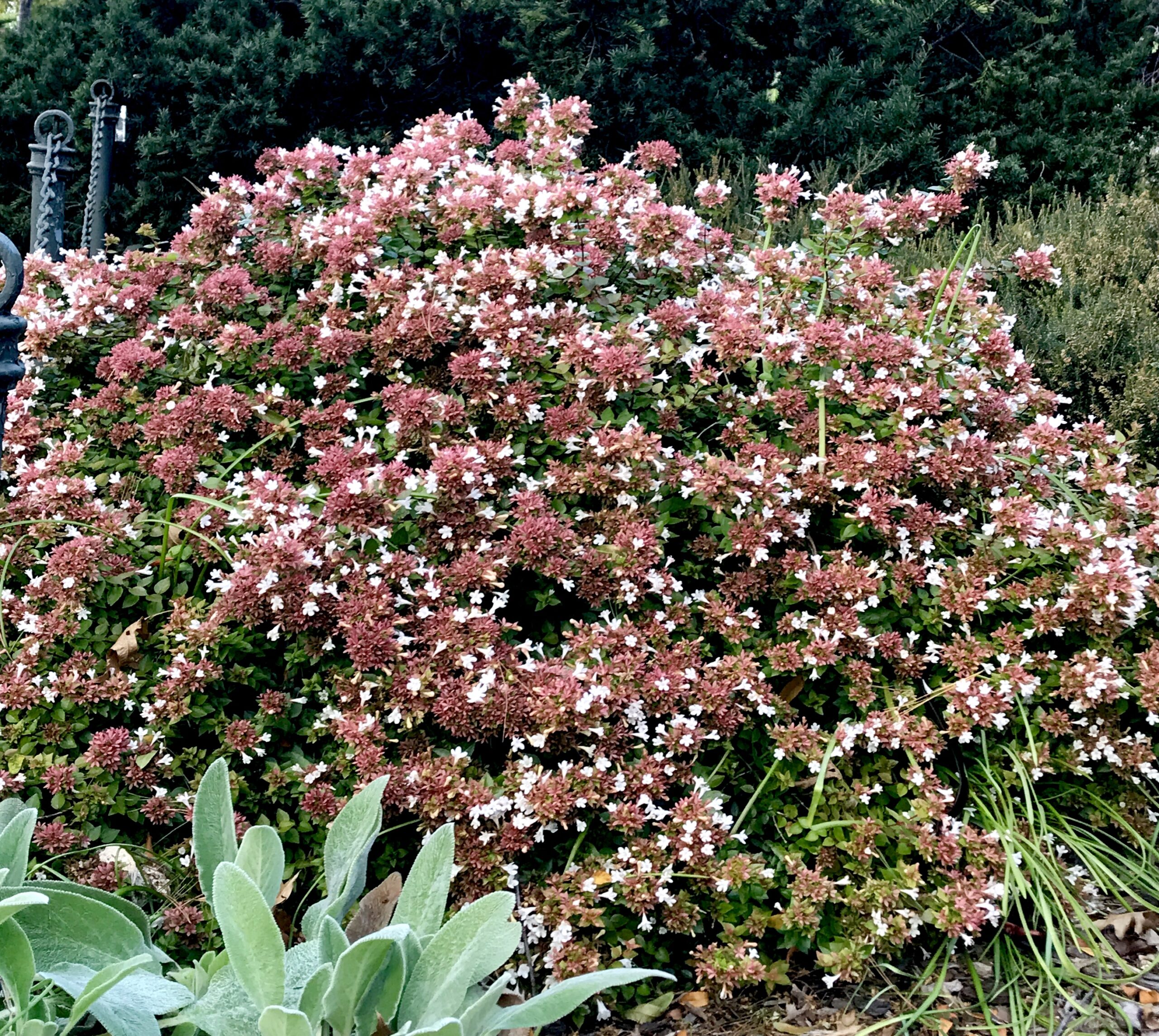 Abelia ‘Rose Creek’ - dwarf abelia