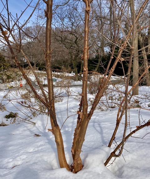 Acer griseum - paperbark maple