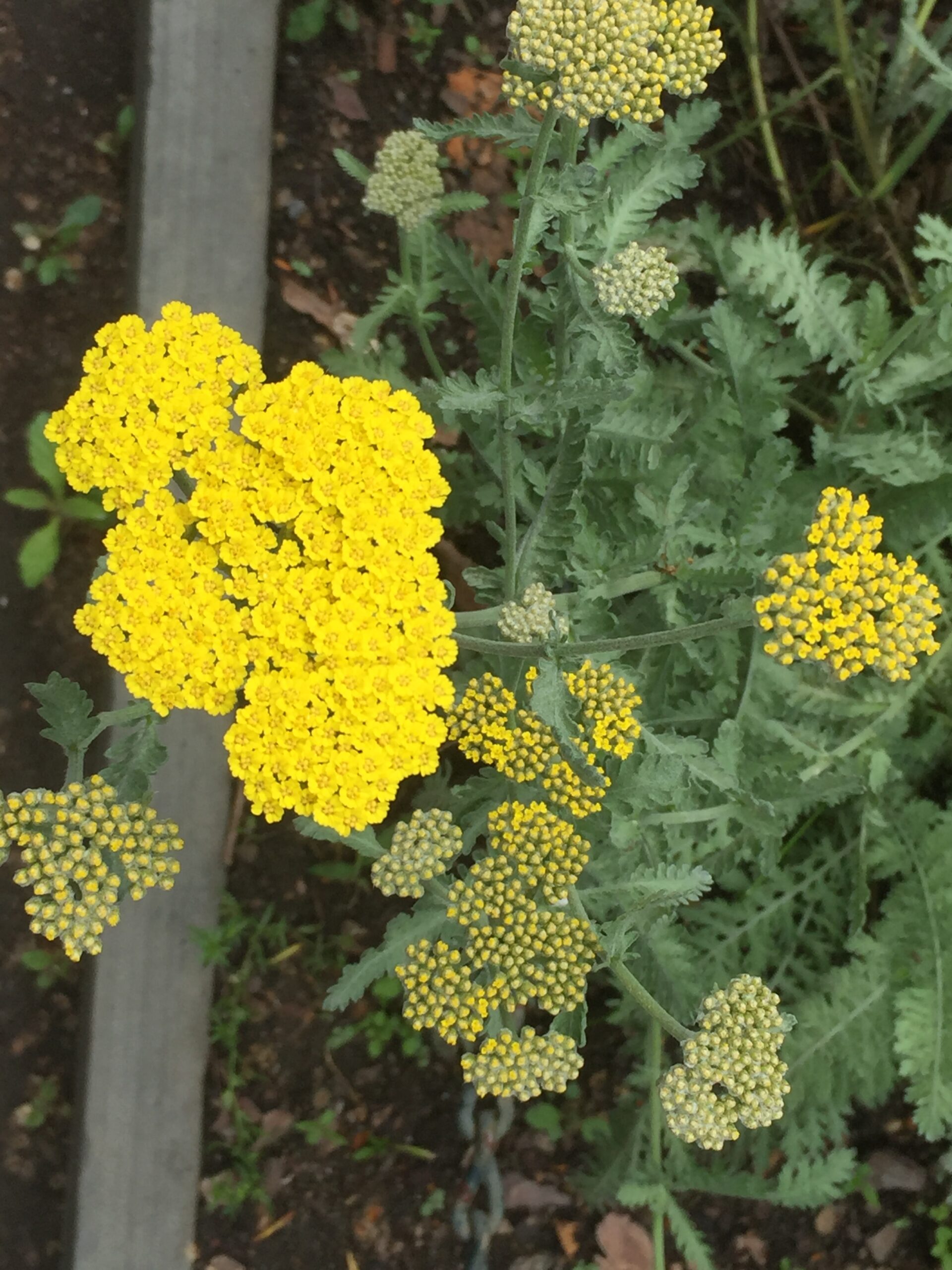 Achillea millefolium ‘Moonshine’ - yarrow