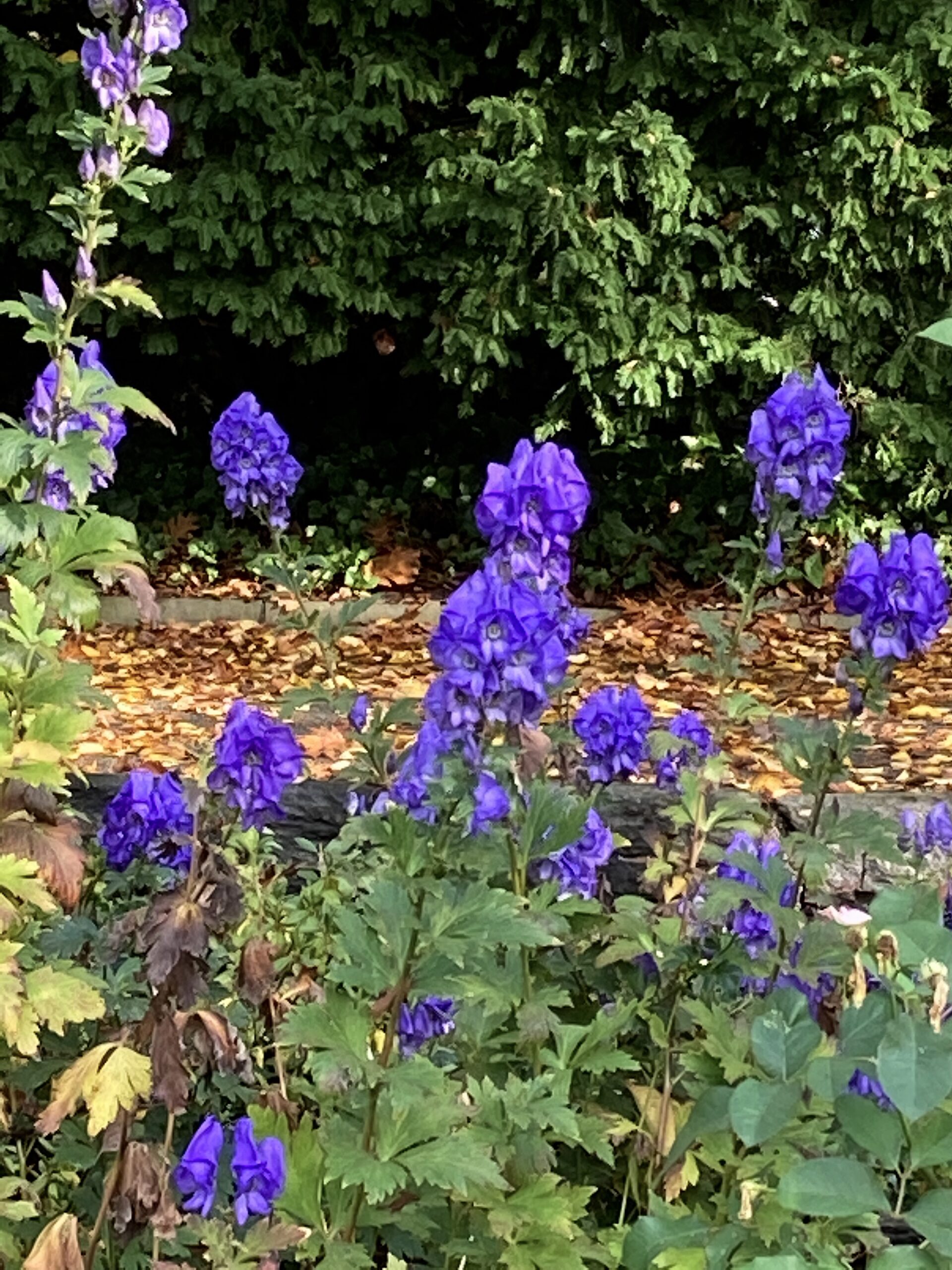 Aconitum carmichaelii ‘Arendsii’ - azure monkshood
