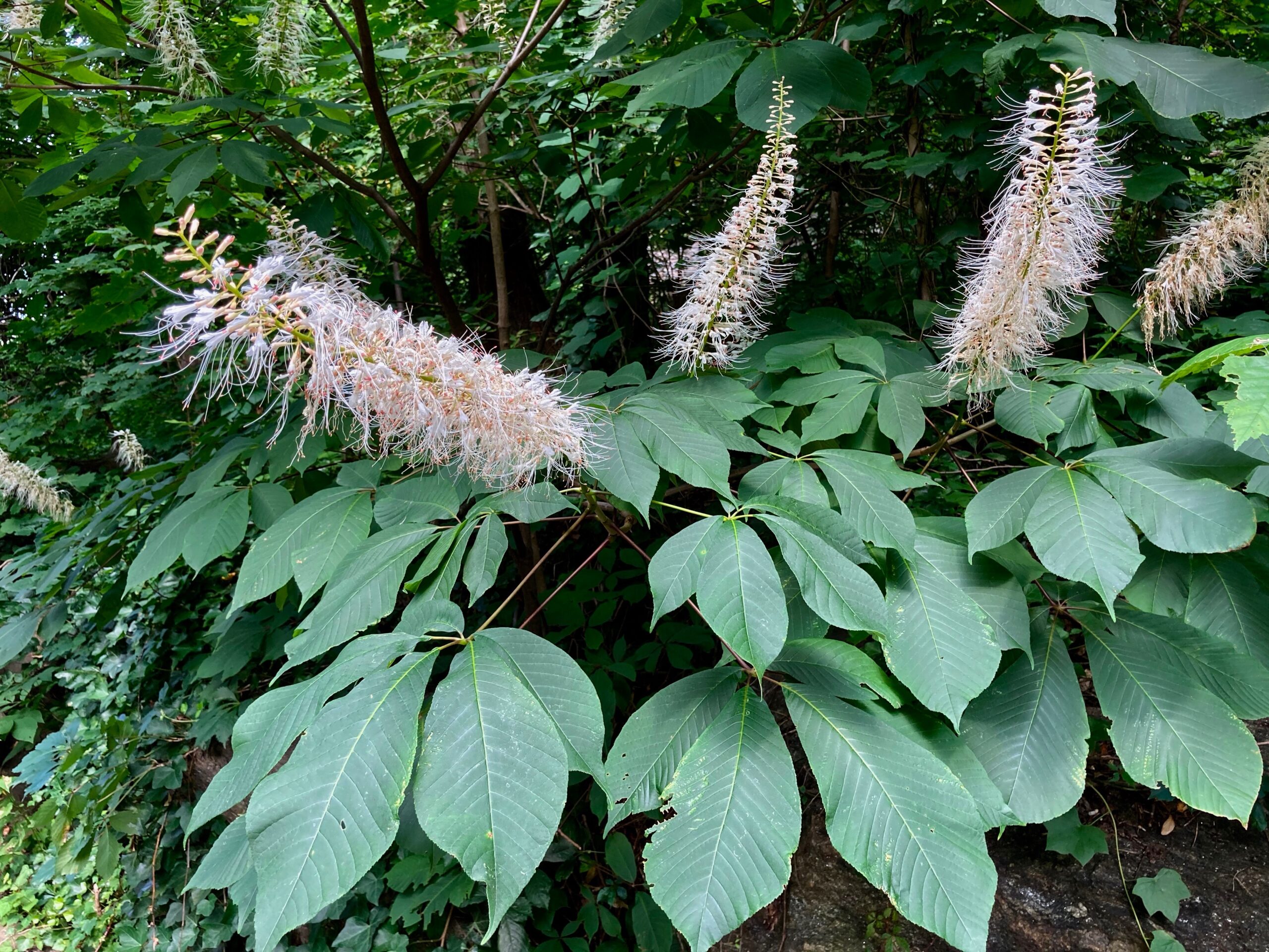 Aesculus parviflora - bottlebrush buckeye