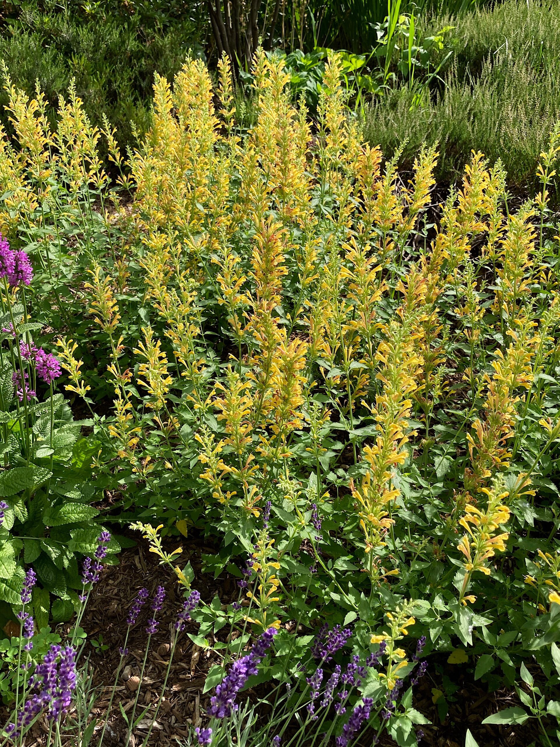 Agastache ‘Kudos Yellow’ - dwarf hummingbird mint