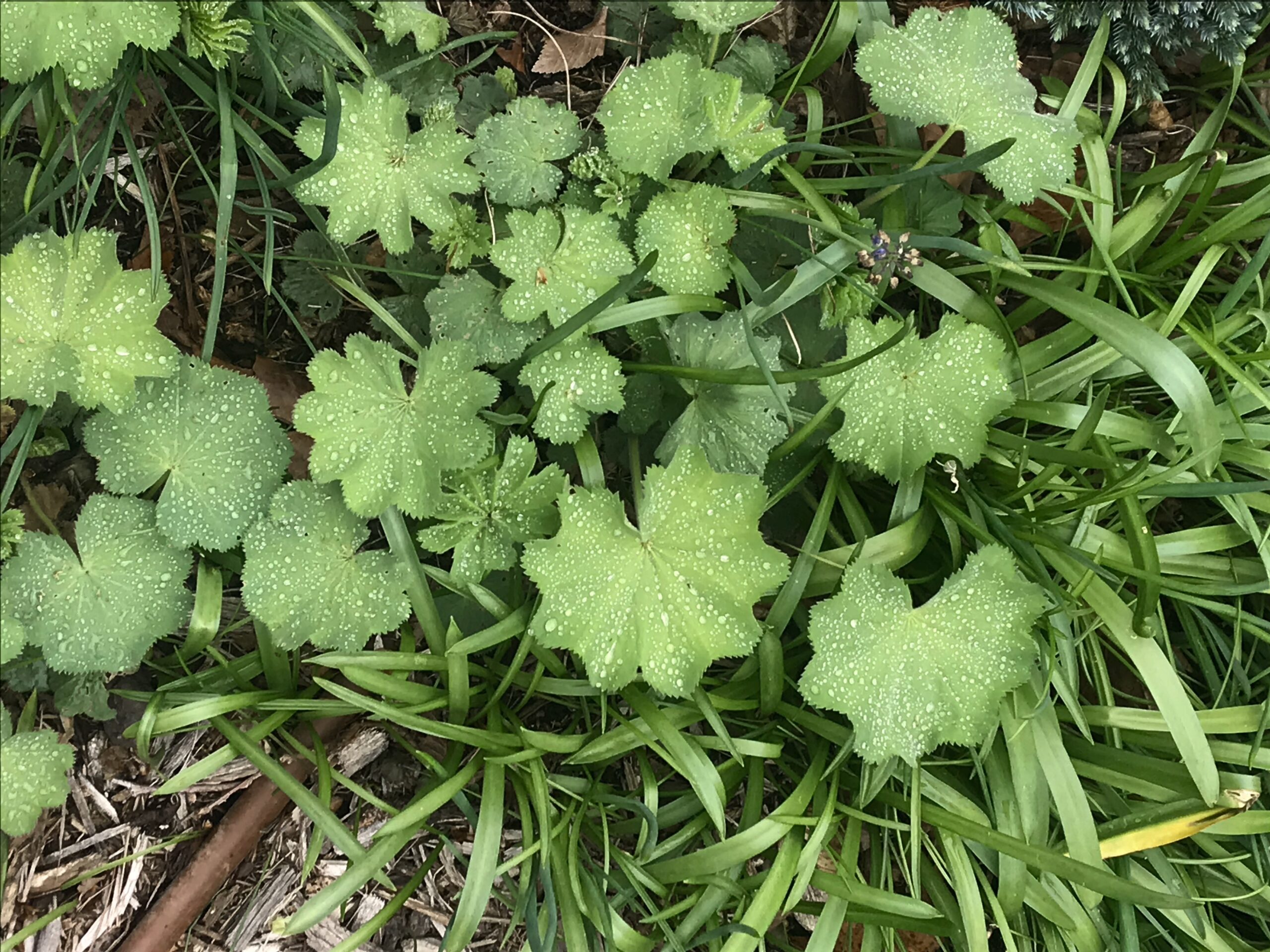 Alchemilla mollis - lady’s mantle