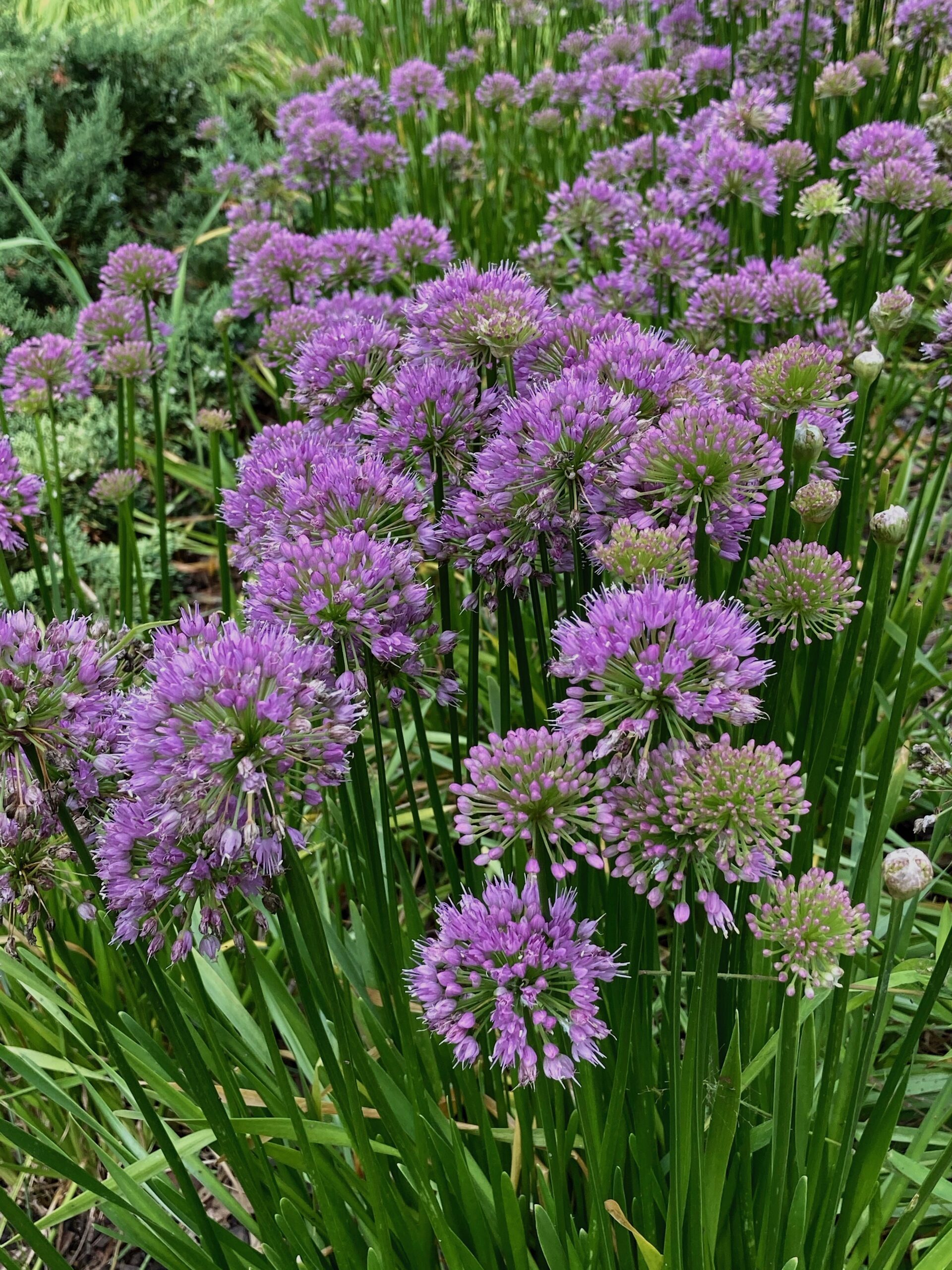 Allium ‘Millenium’ - ornamental onion