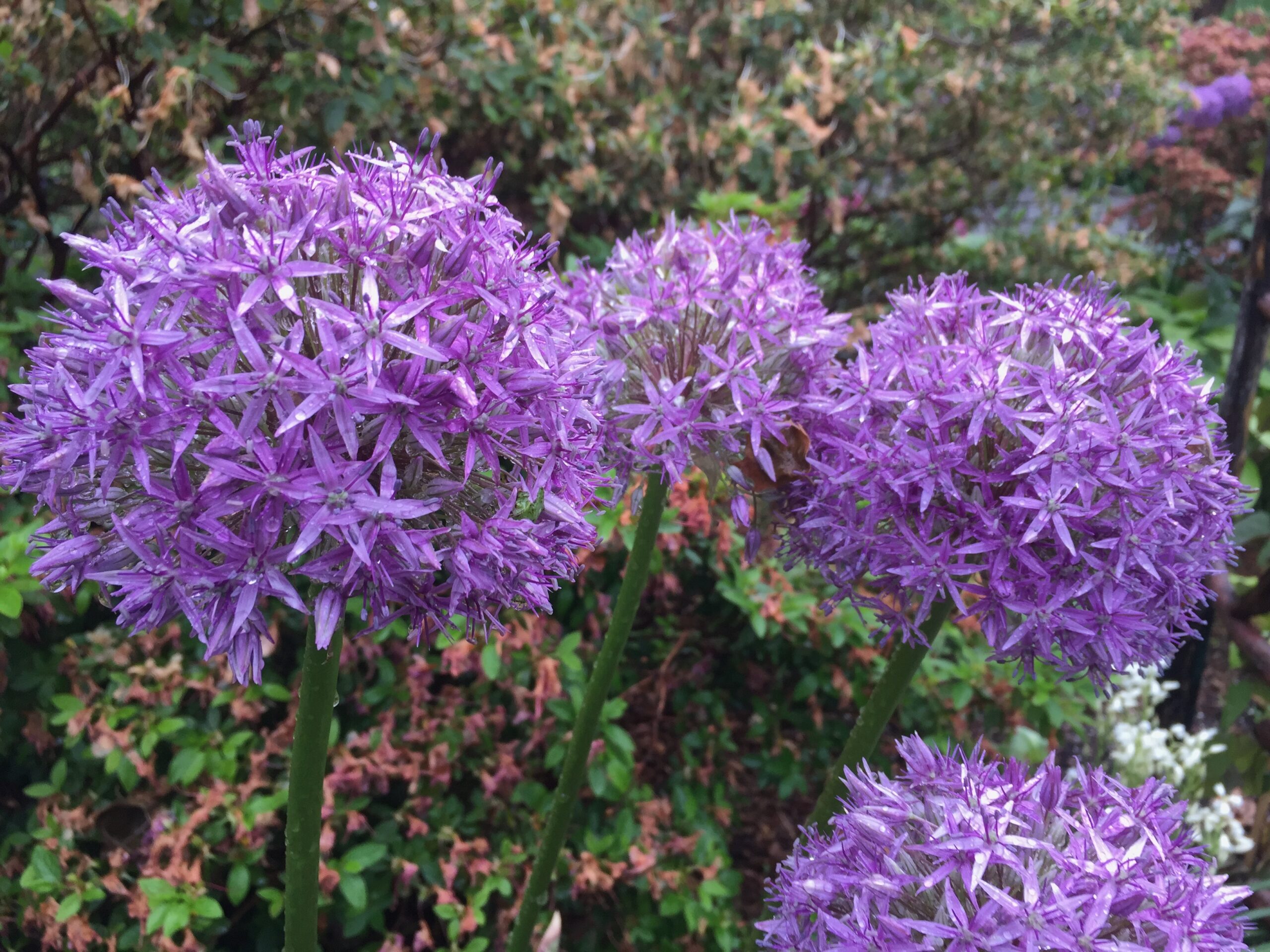 Allium gigantium ‘Gladiator’ - ornamental onion