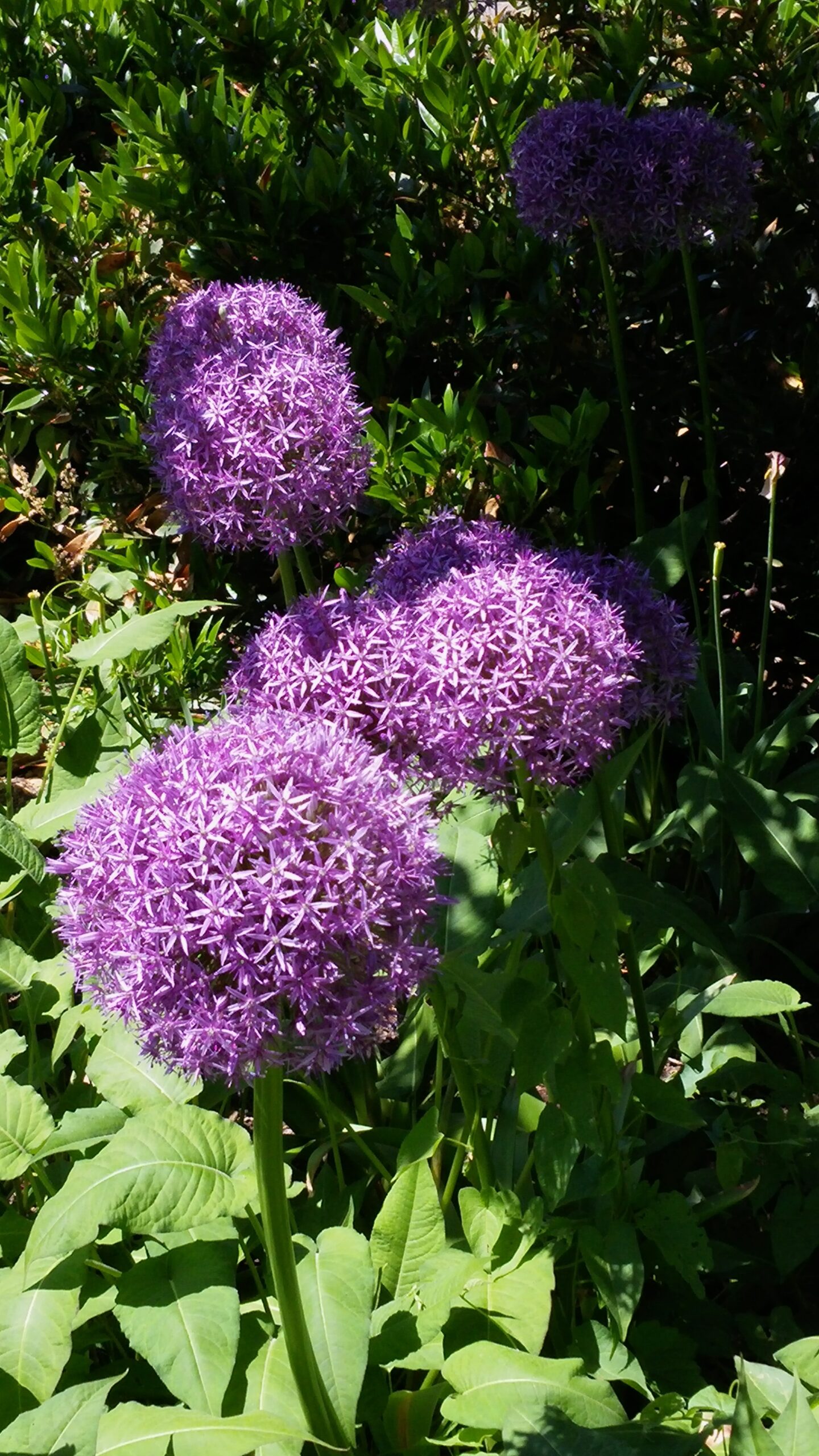 Allium ‘Globemaster' - ornamental onion