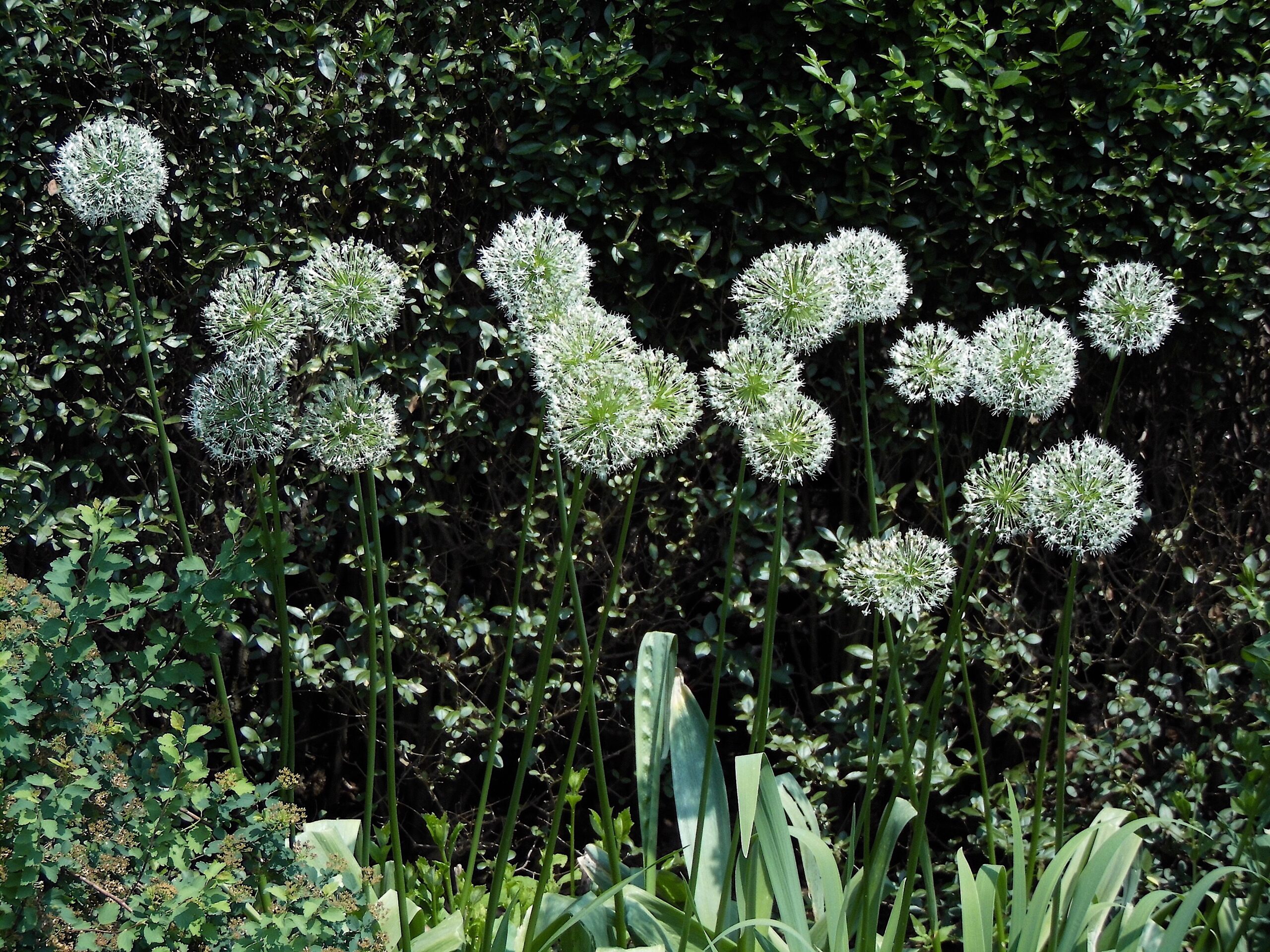 Allium stipitatum ‘Mt. Everest’ - ornamental onion