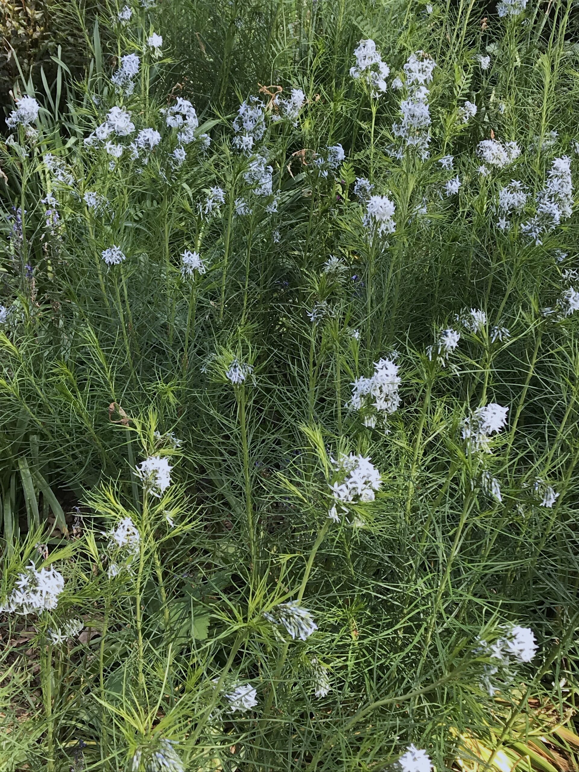 Amsonia hubrichtii - blue star amsonia