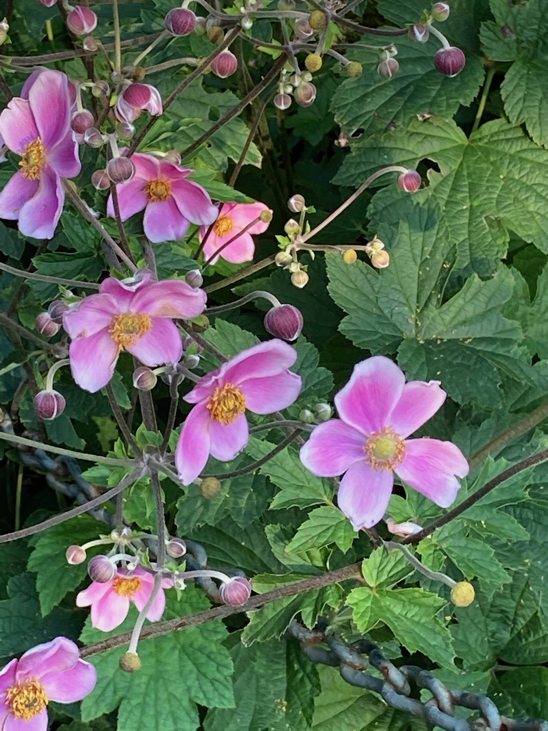 Anemone tomentosa ‘Robustissima’ - grapeleaf anemone