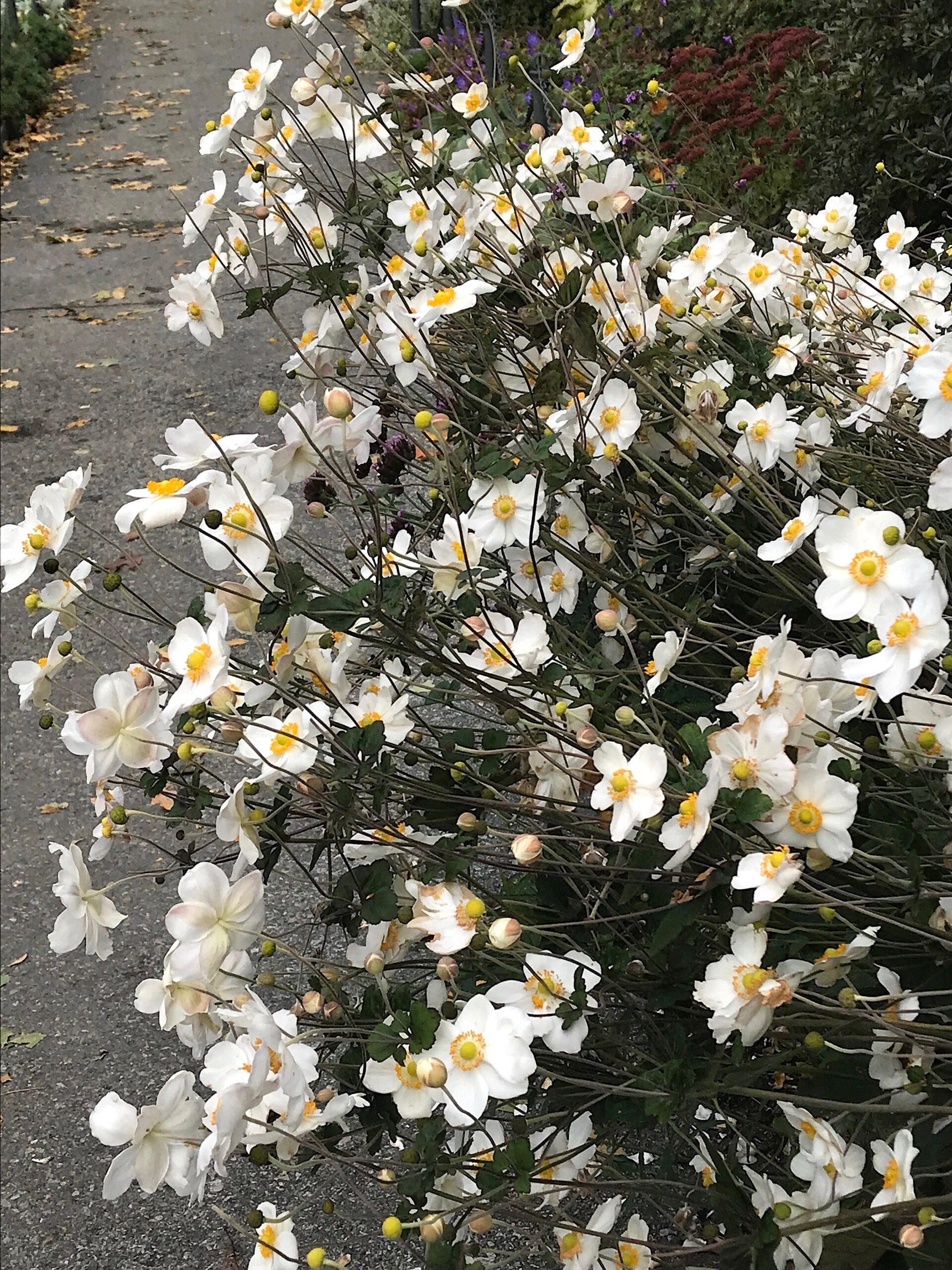 Anemone x hybrida ‘Honorine Jobert’ - Japanese anemone