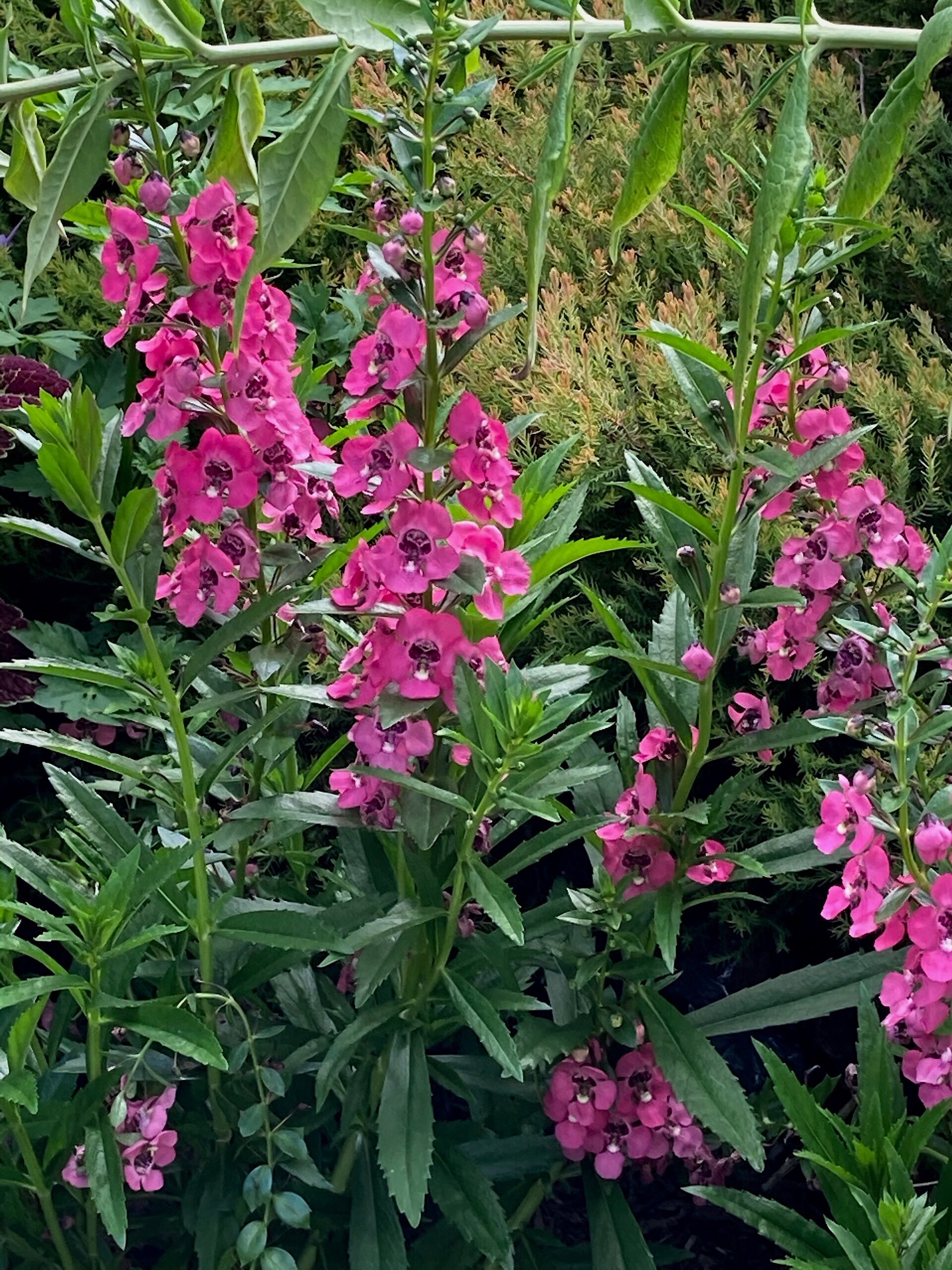 Angelonia ‘Angelface Perfectly Pink’ - angelonia
