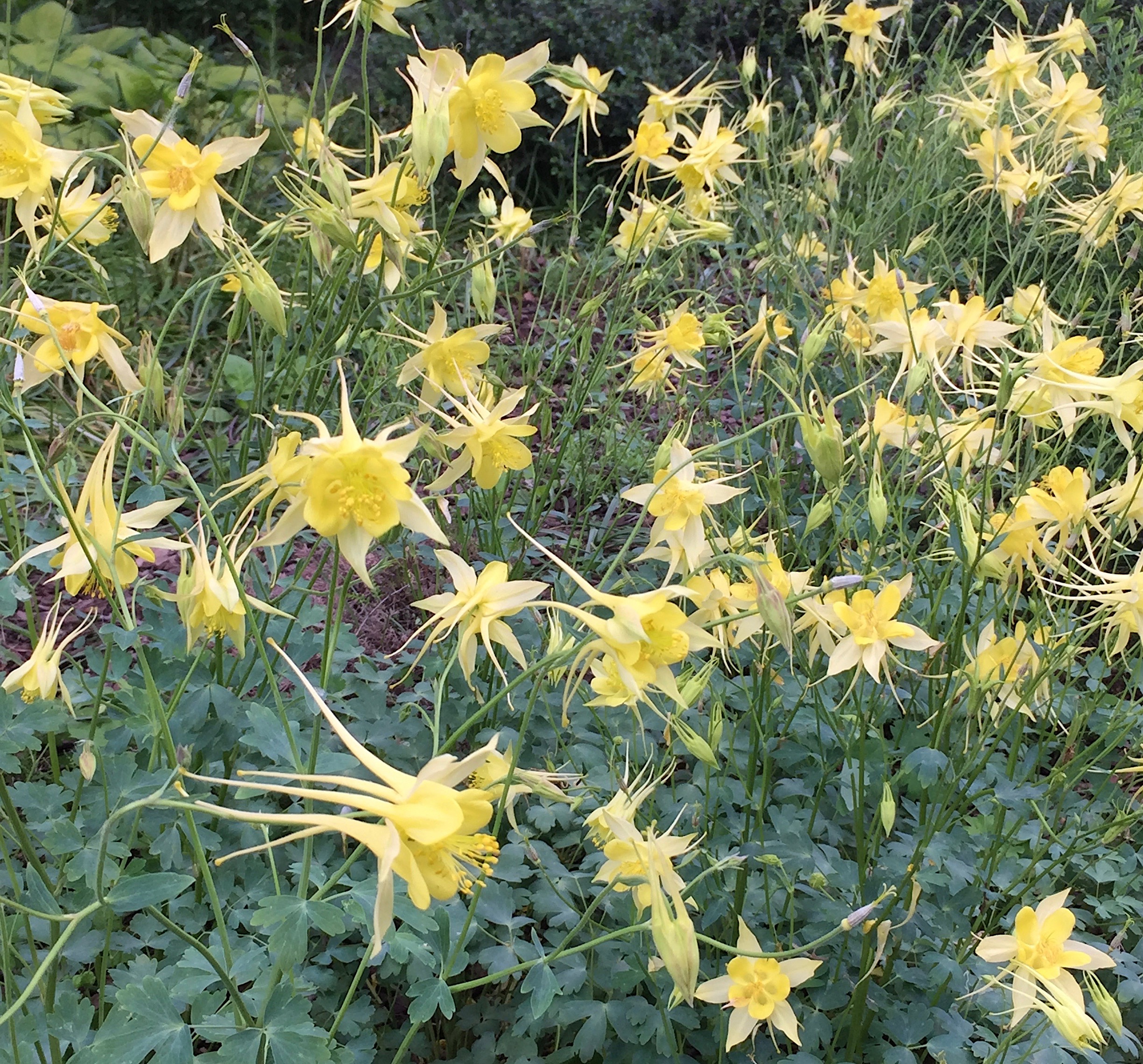 Aquilegia chrysantha ‘Yellow Queen’ - golden columbine