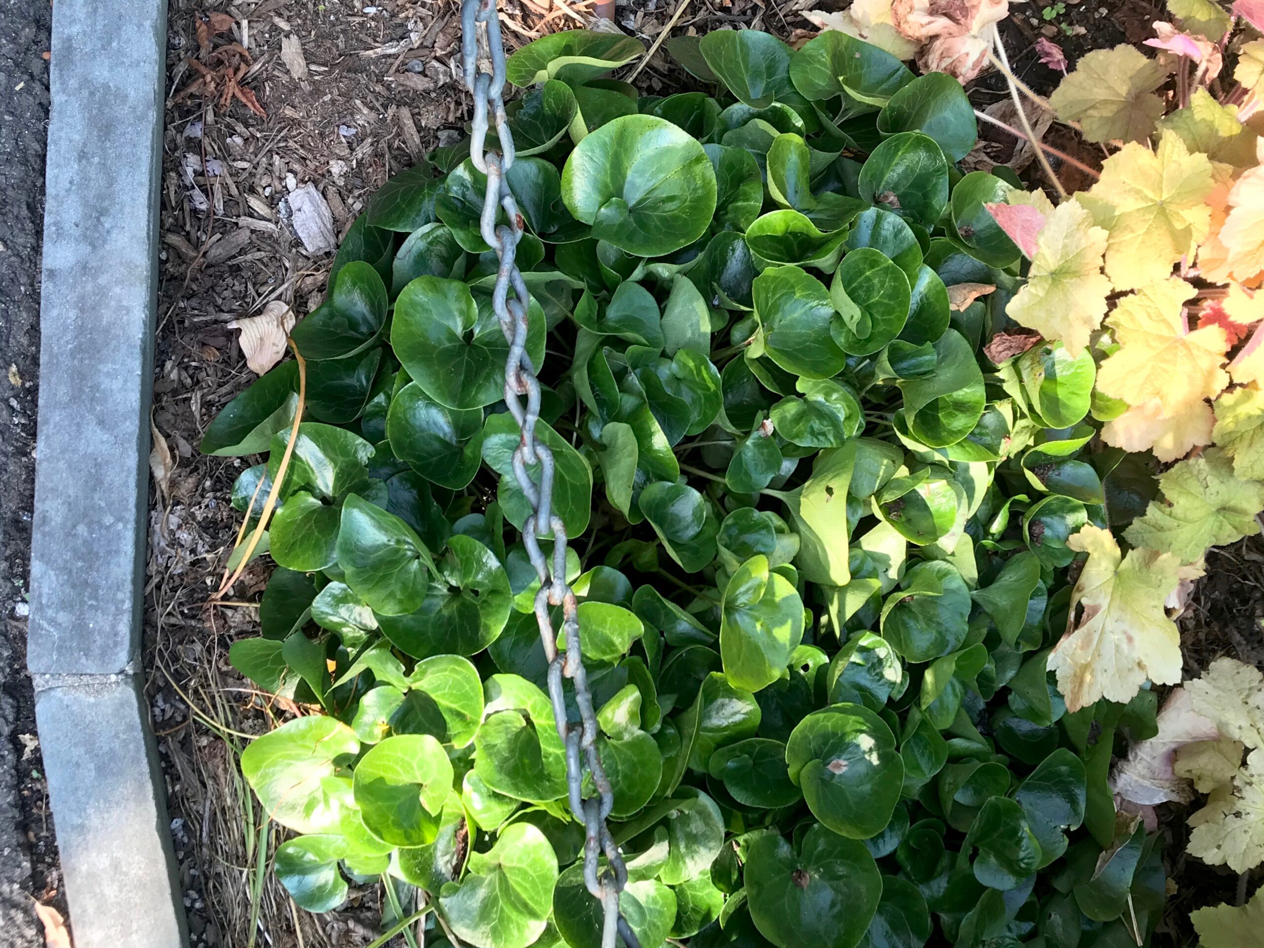 Asarum europaeum - European wild ginger