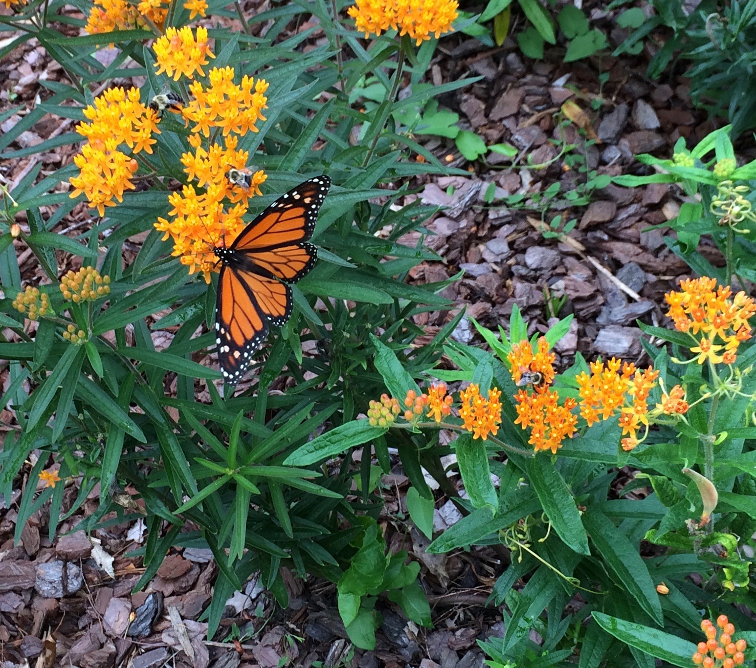 Asclepias tuberosa - butterfly weed