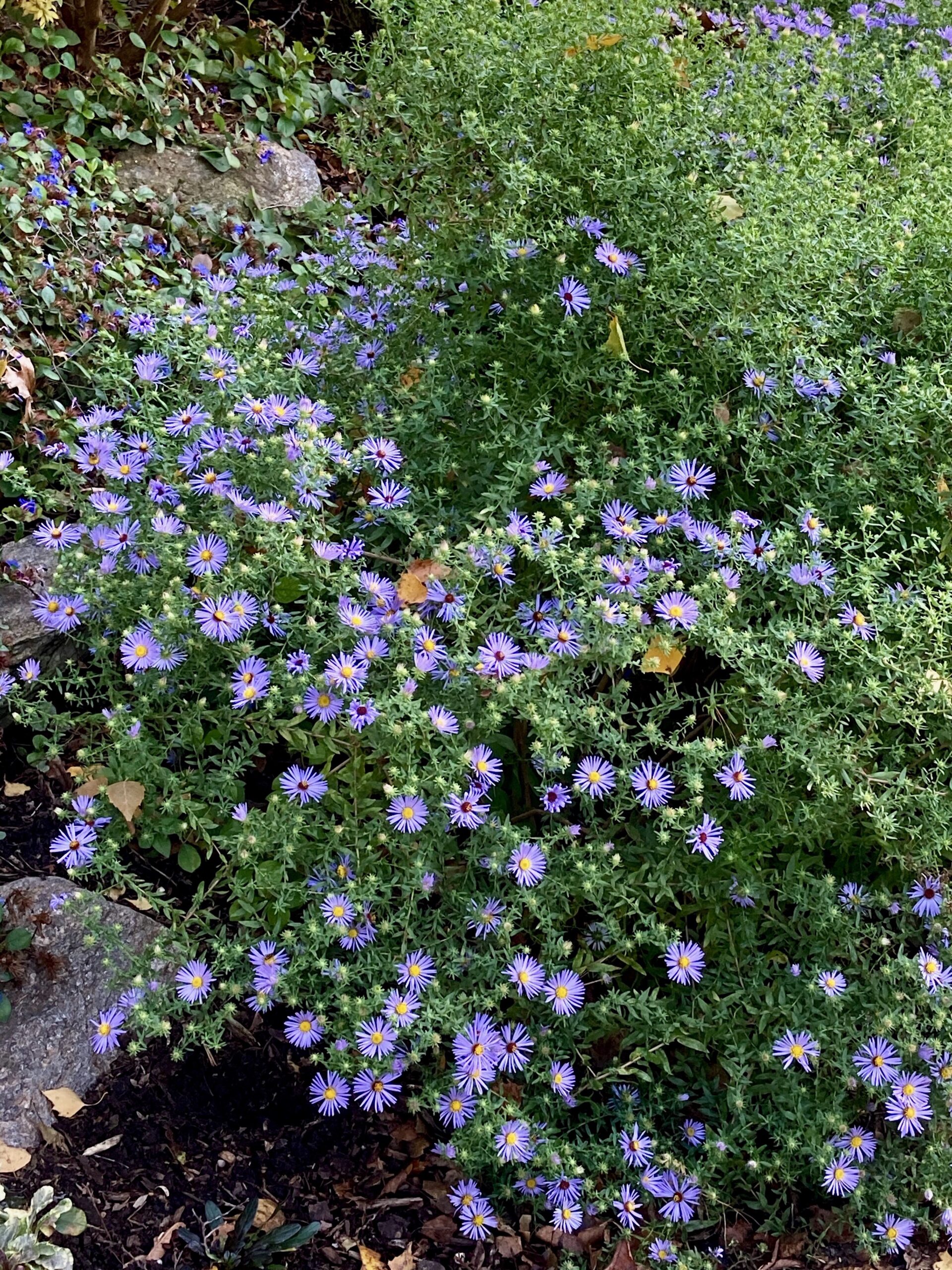 Symphyotrichum (Aster) oblongifolium ‘October Skies’ - aromatic aster