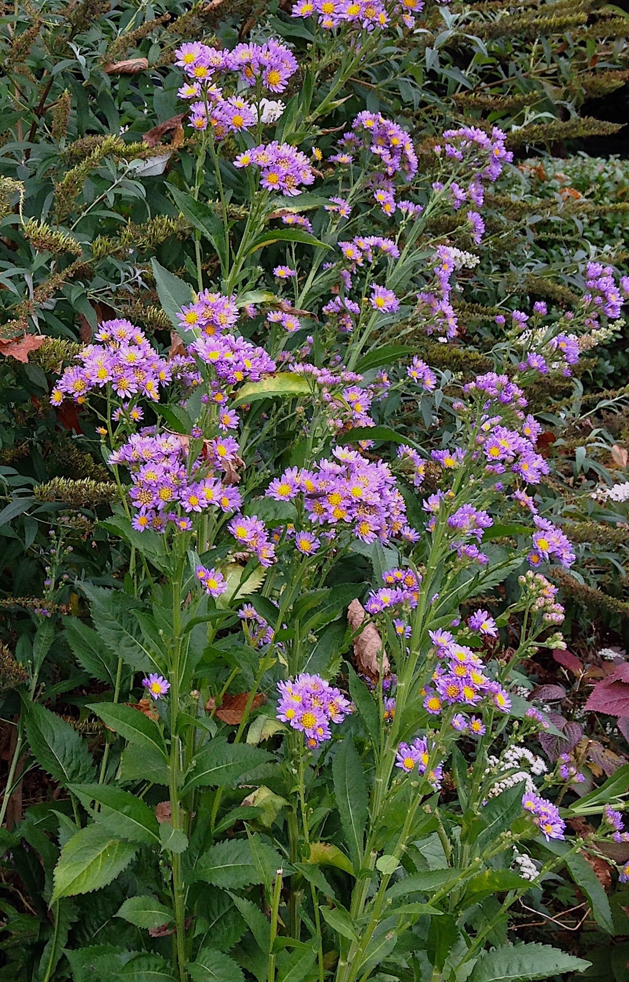 Aster tataricus ‘Jindai’ - tatarian aster