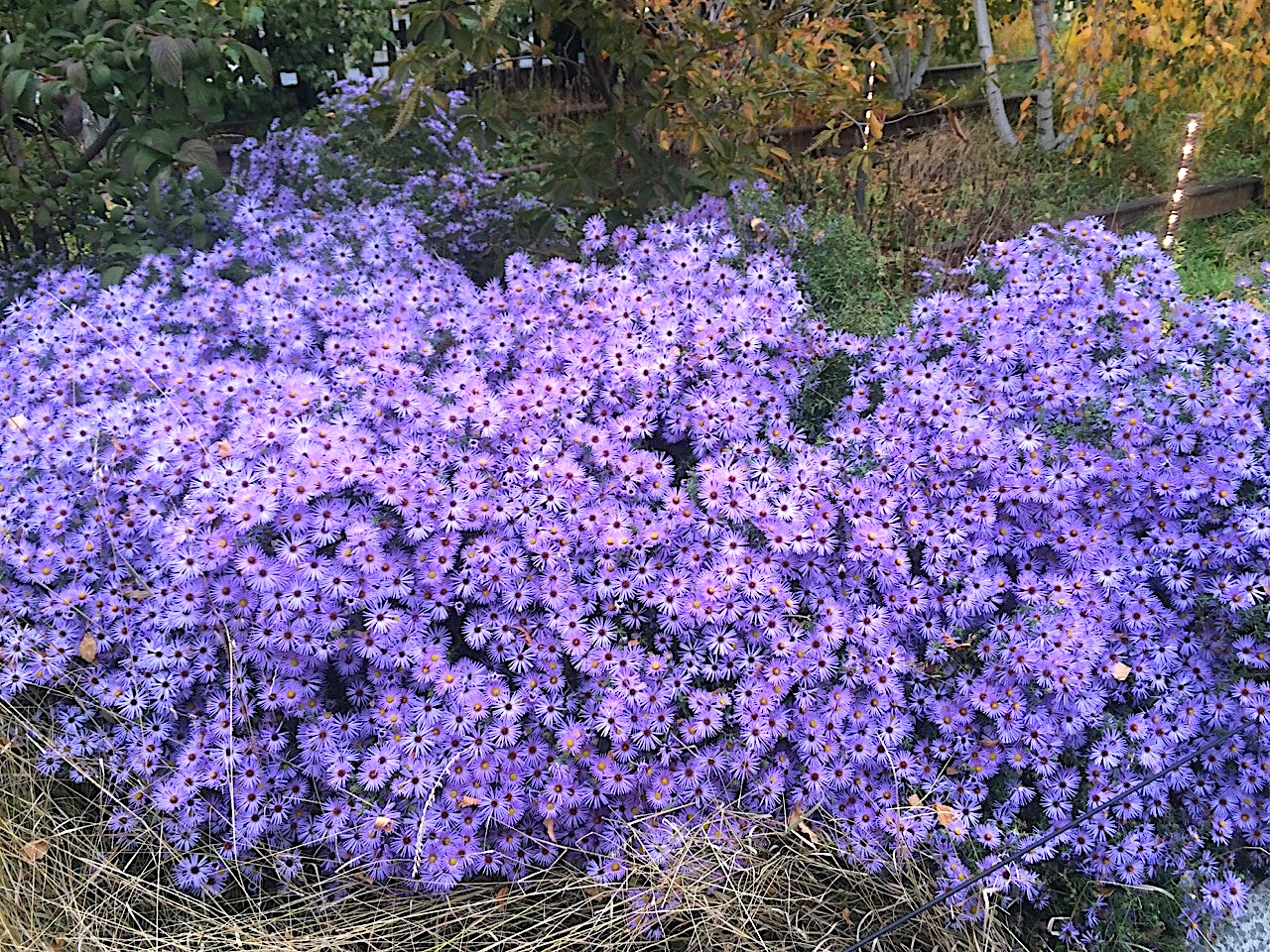 Symphyotrichum (Aster) oblongifolium ‘Raydon’s Favorite’ - aromatic aster
