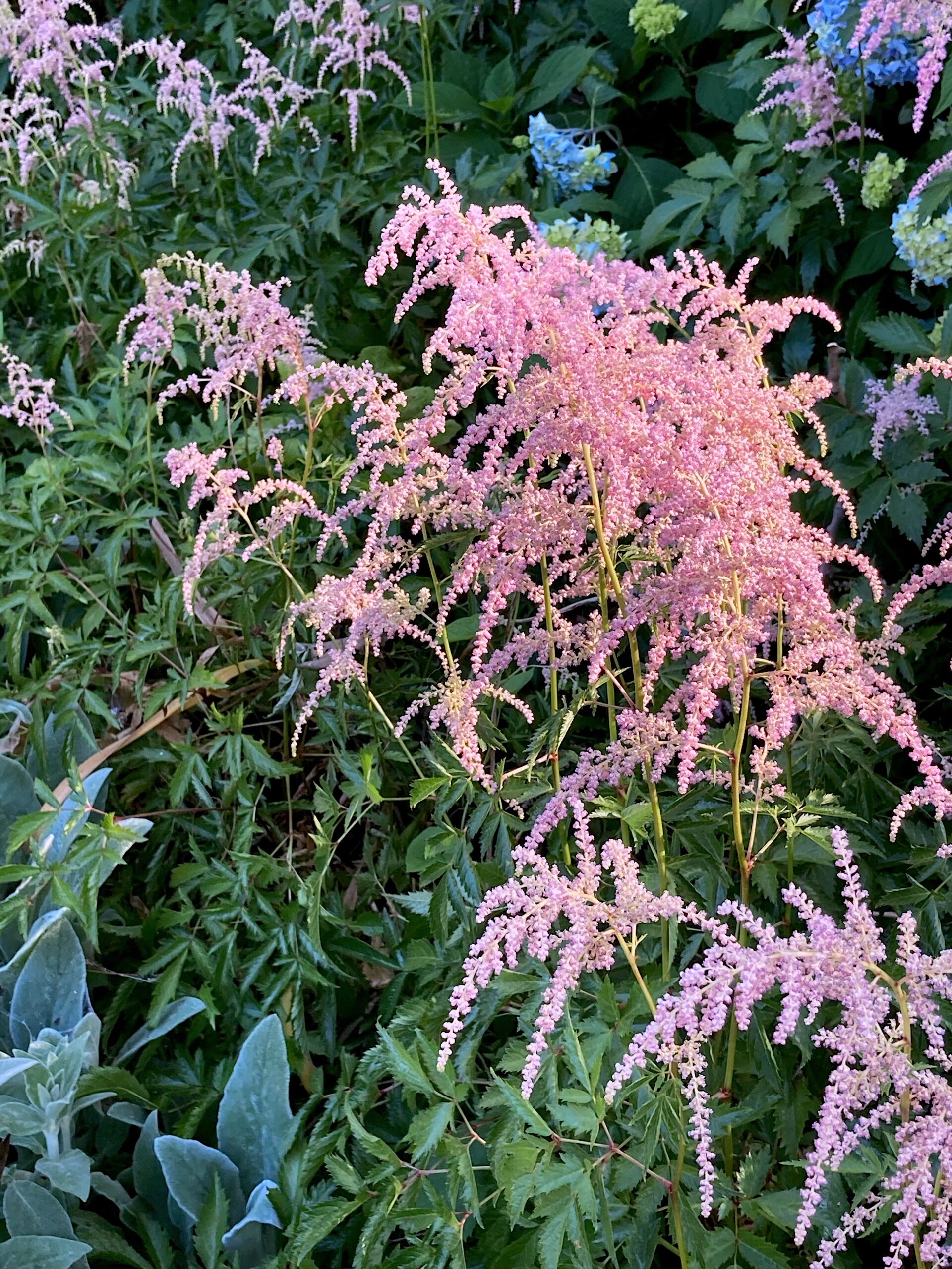 Astilbe 'Straussenfeder' ('Ostrich Plume') - ostrich plume astilbe