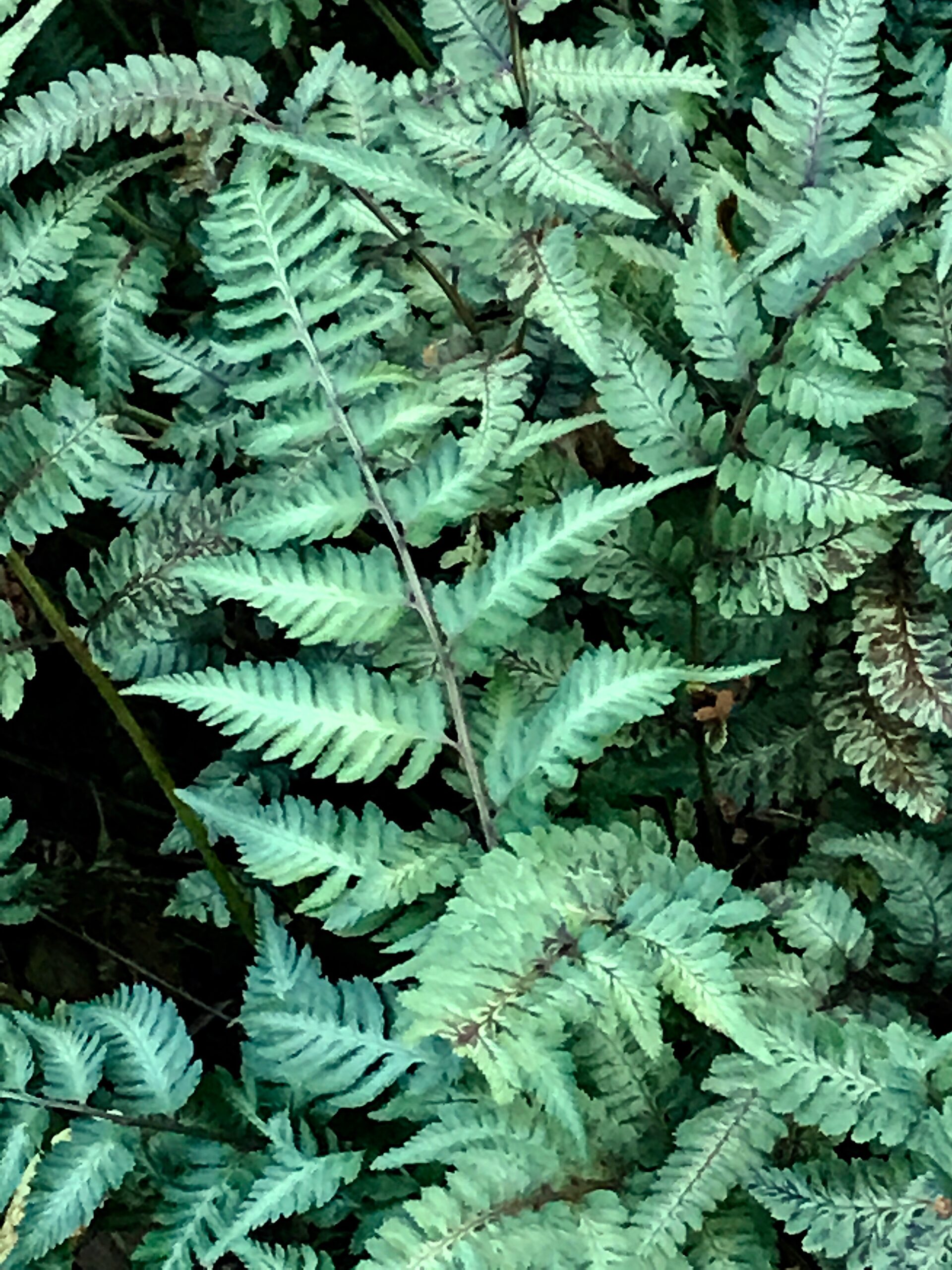 Athyrium niponicum var. pictum - Japanese painted fern