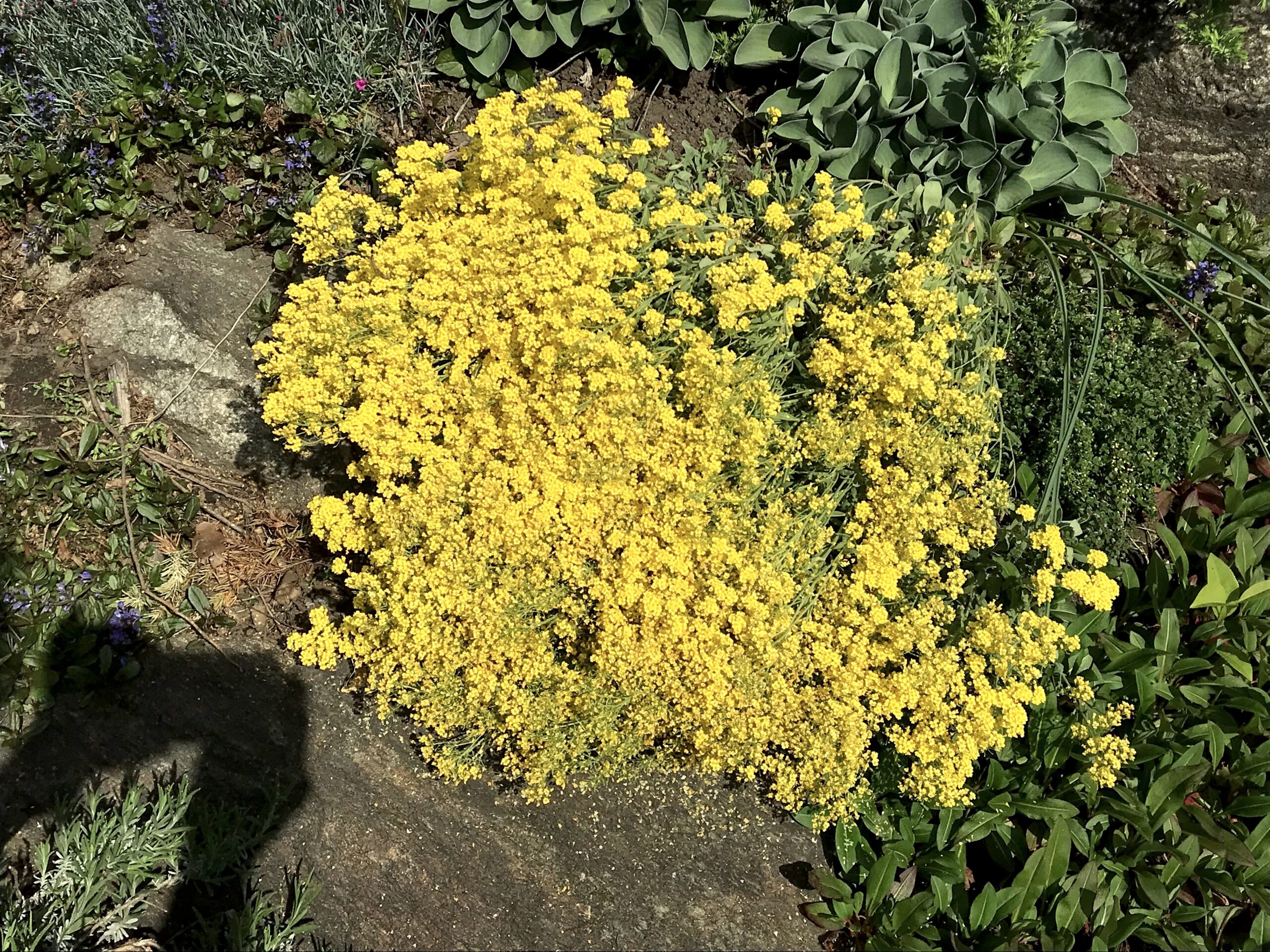 Aurinia saxatilis ‘Sulphureum’ - basket-of-gold