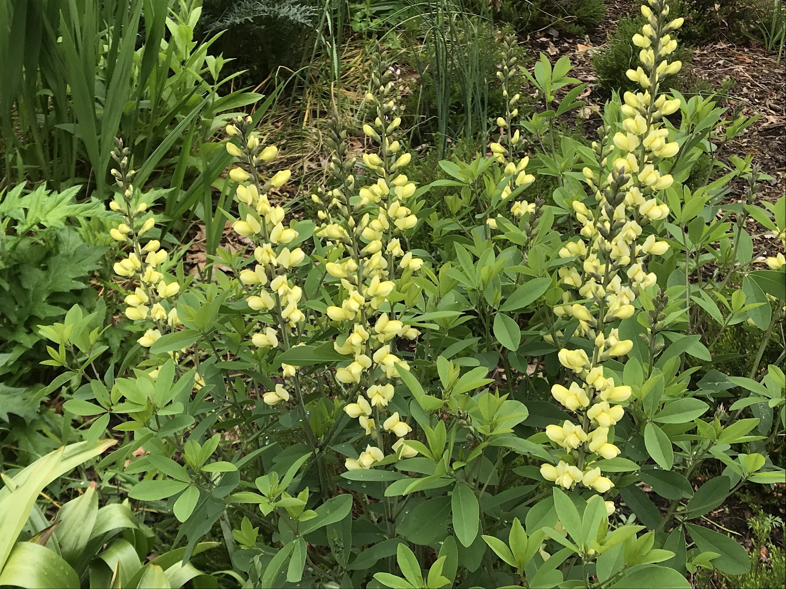 Baptisia ‘Carolina Moonlight’ - false indigo