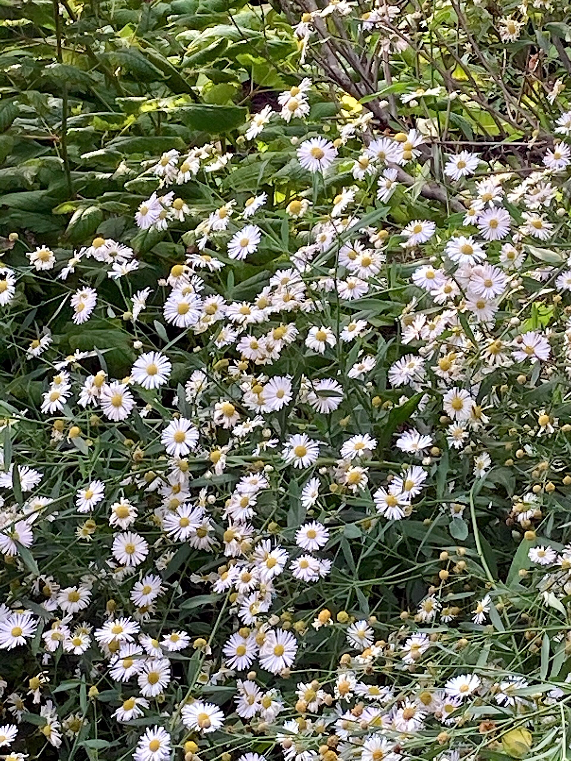 Boltonia asteroides - false aster
