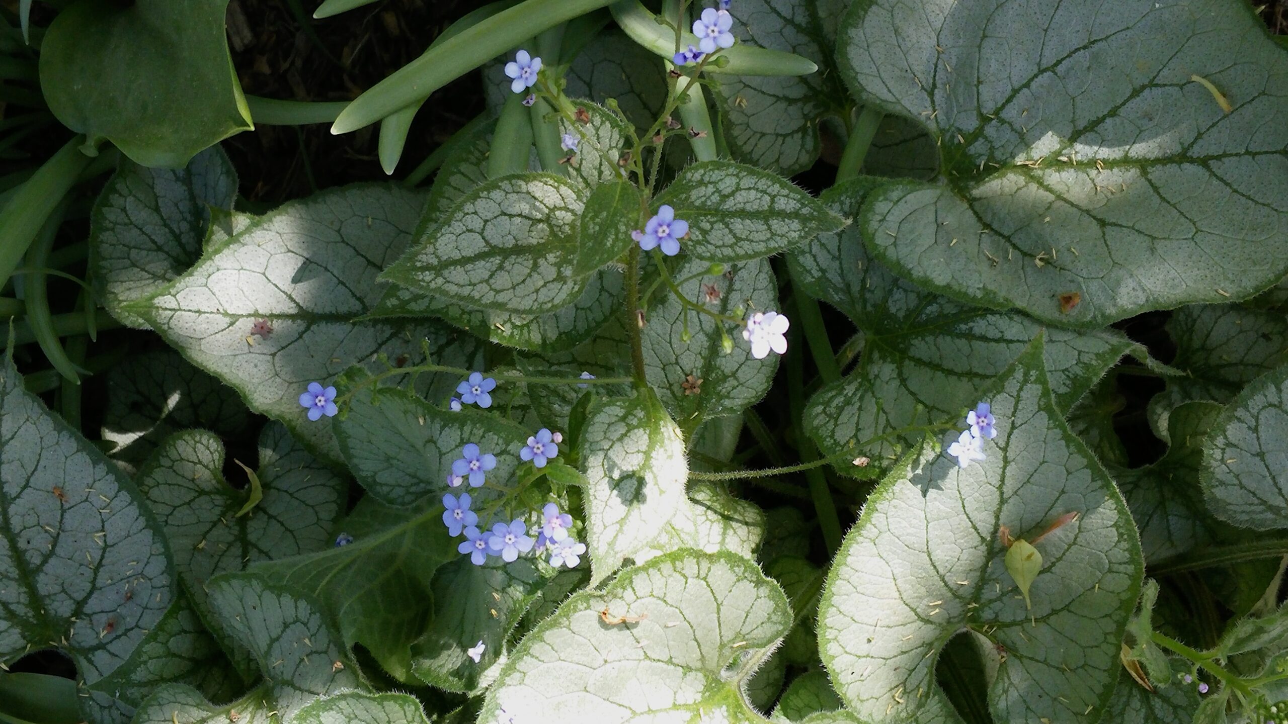 Brunnera macrophylla ‘Jack Frost’ - Siberian bugloss