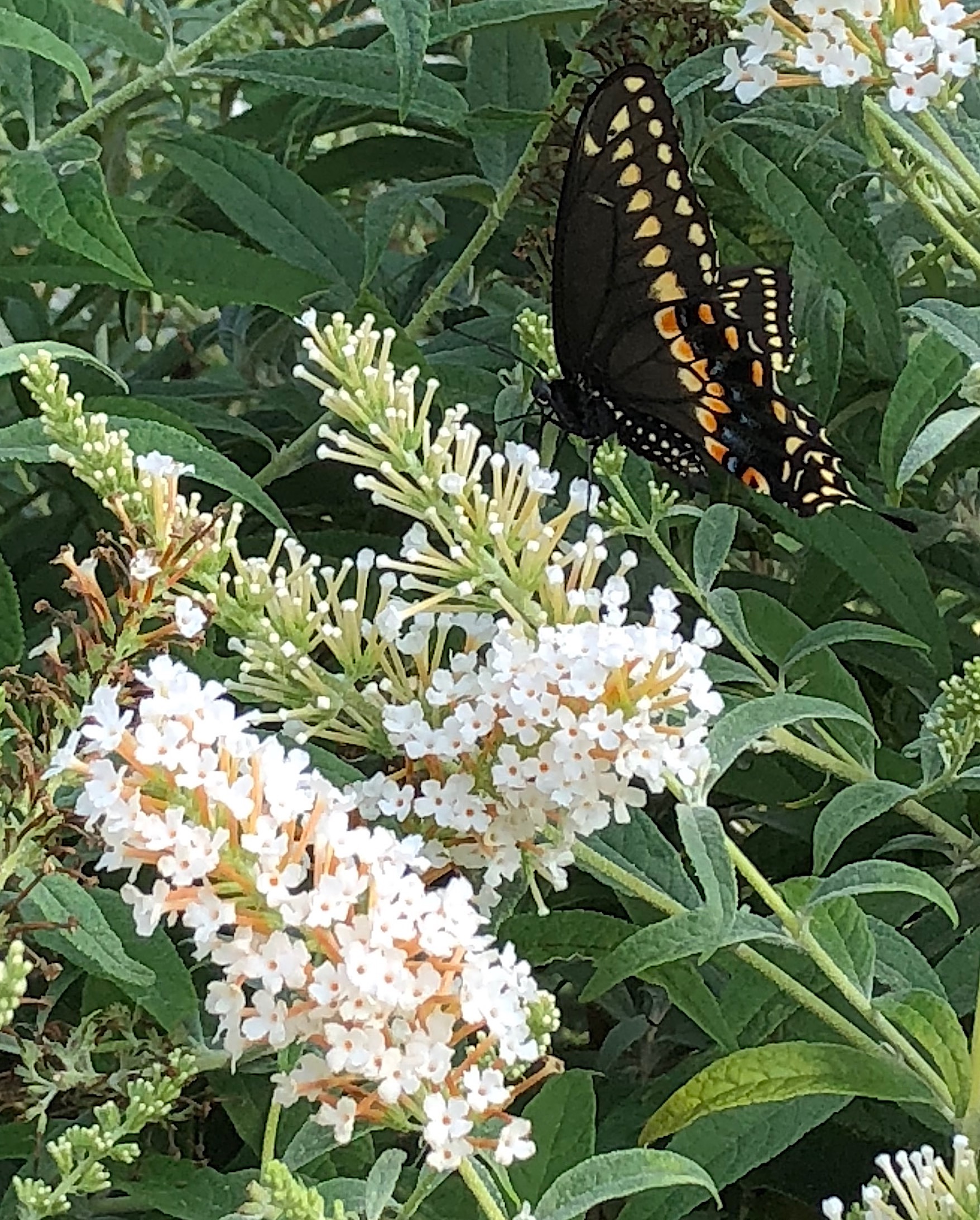 Buddleja davidii var. alba - white butterfly bush