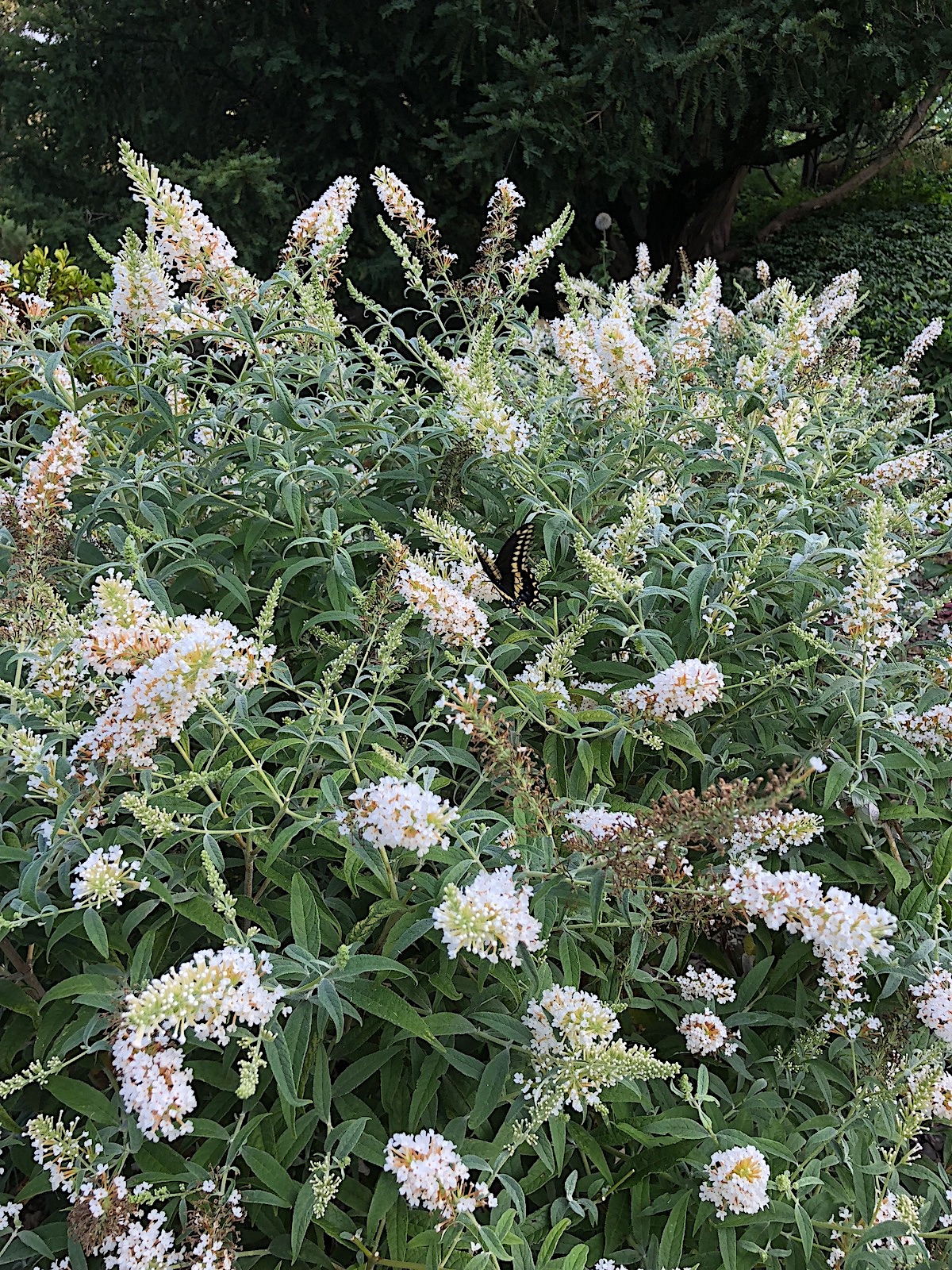 Buddleja davidii var. alba - white butterfly bush