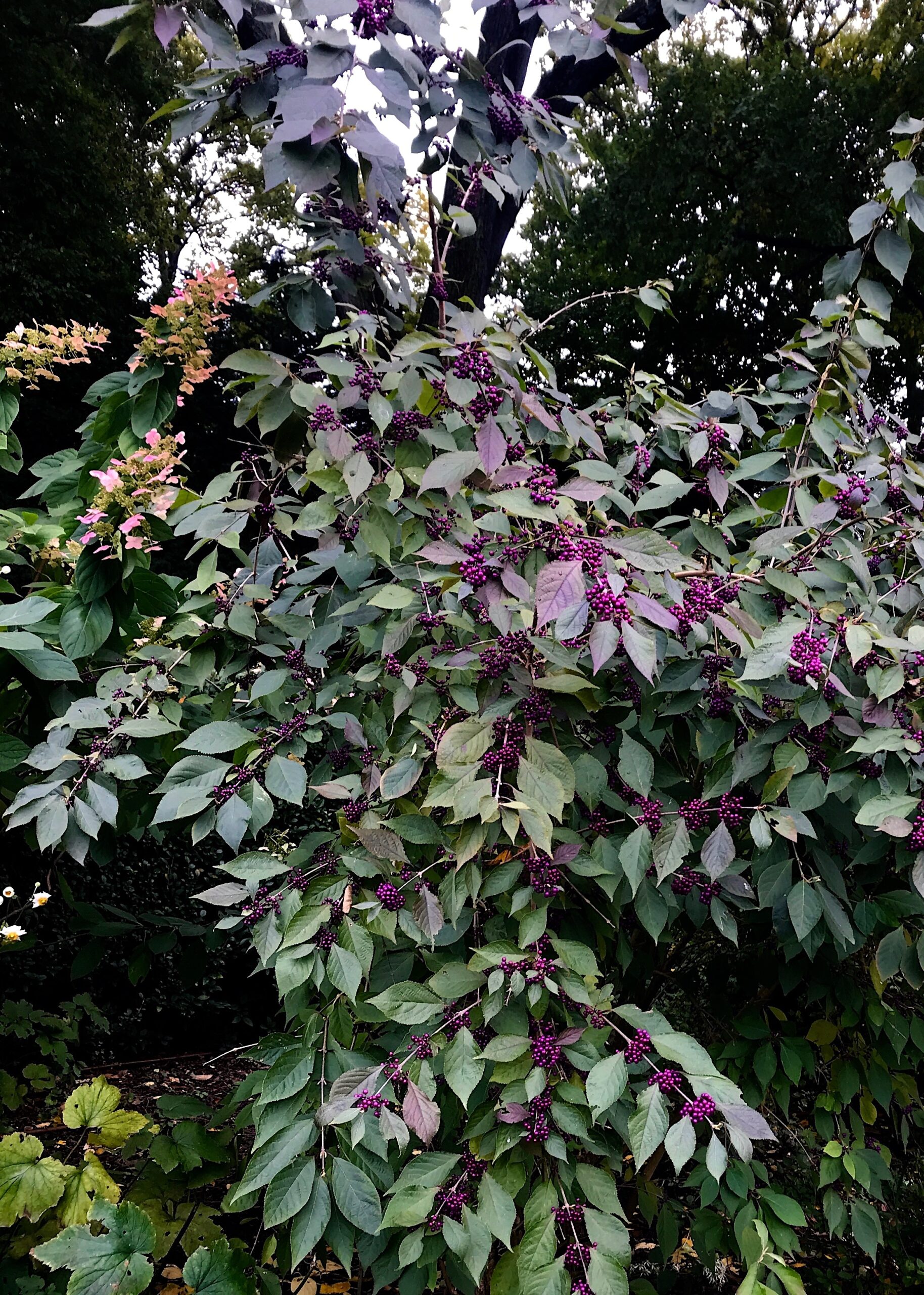 Callicarpa dichotoma ‘Early Amethyst’ - beautyberry