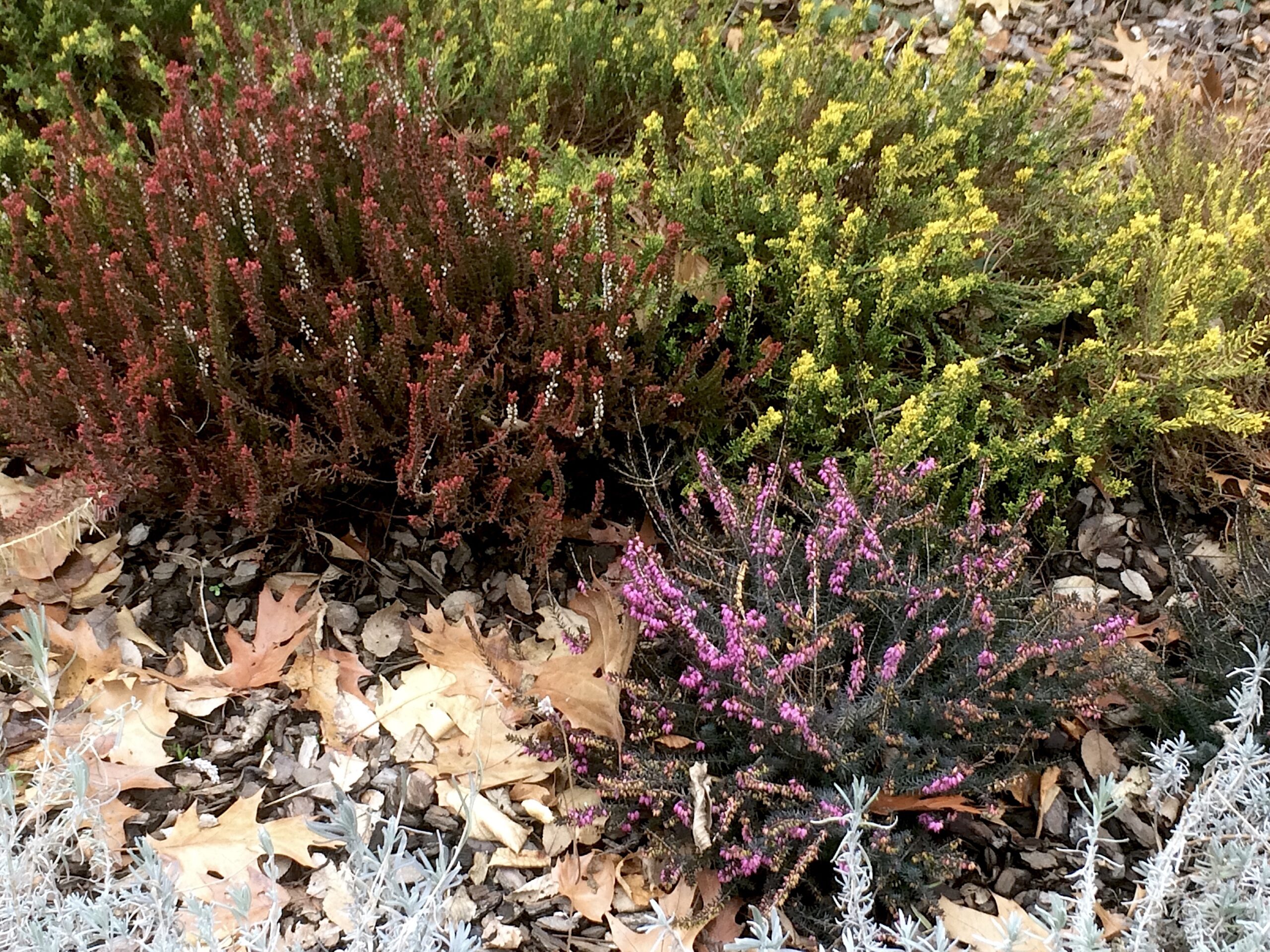 Erica carnea & Calluna vulgaris cvs. - winter heath and heather cultivars