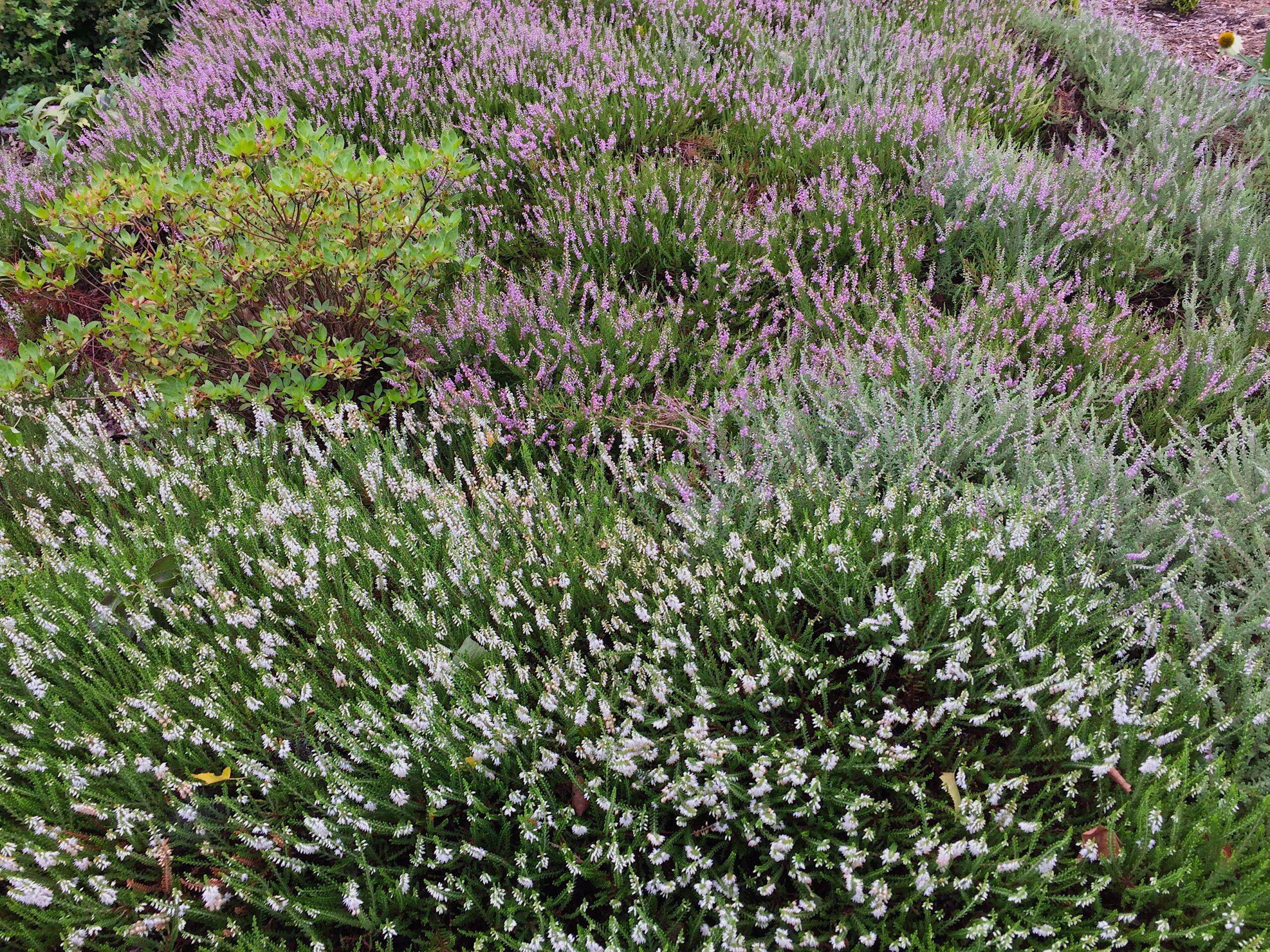Calluna vulgaris cvs. - Scotch heather cultivars