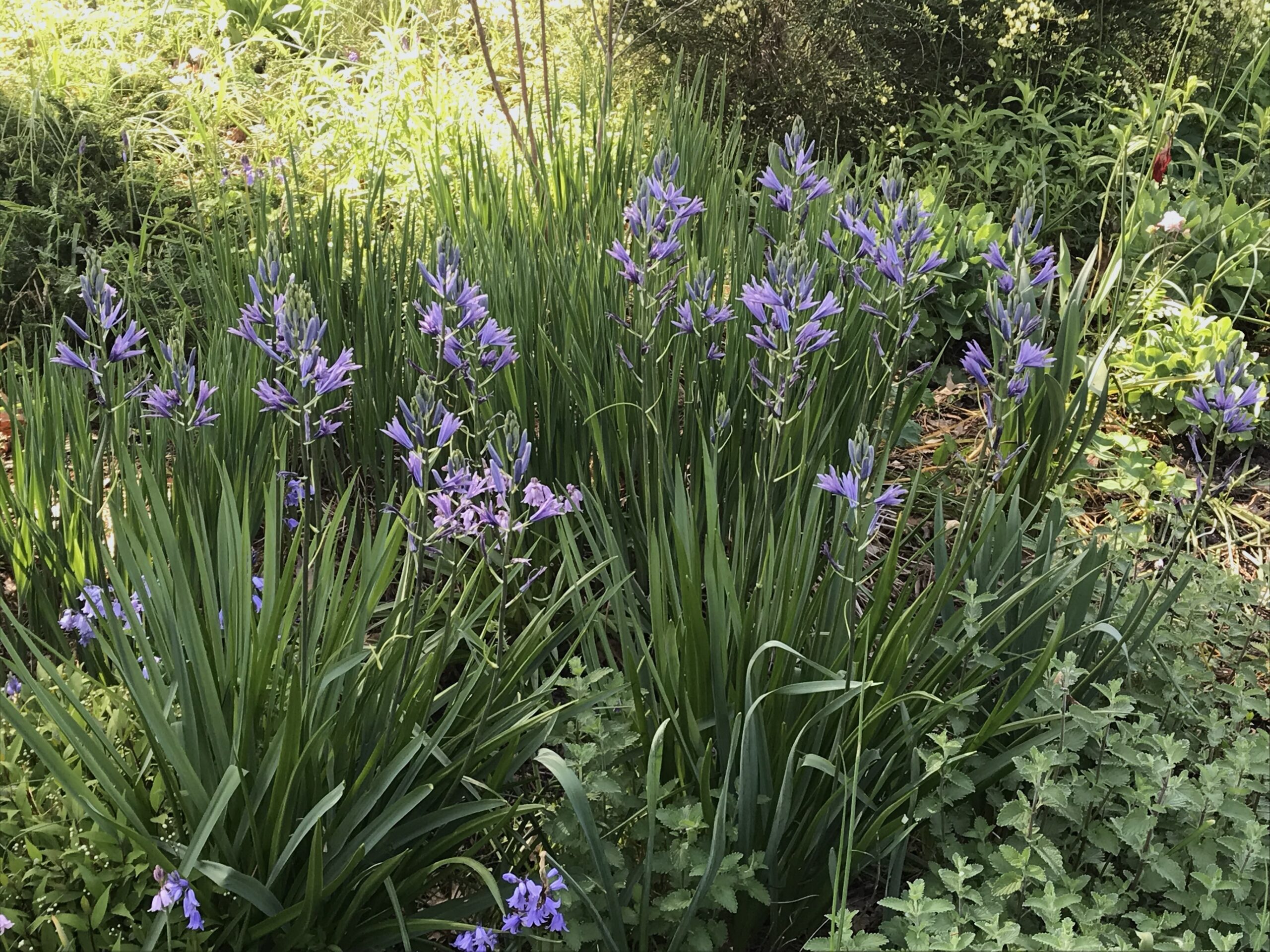 Camassia leichtlinii ‘Blue Danube’ - quamash