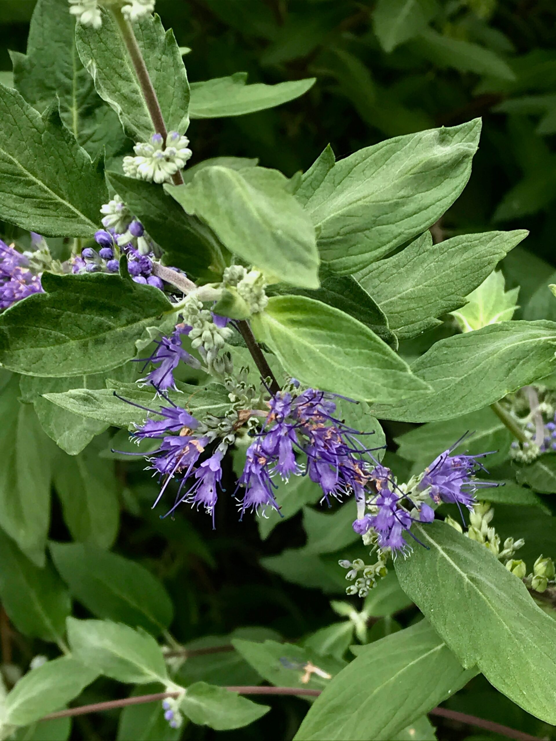 Caryopteris x clandonensis ‘Longwood Blue’ - bluebeard