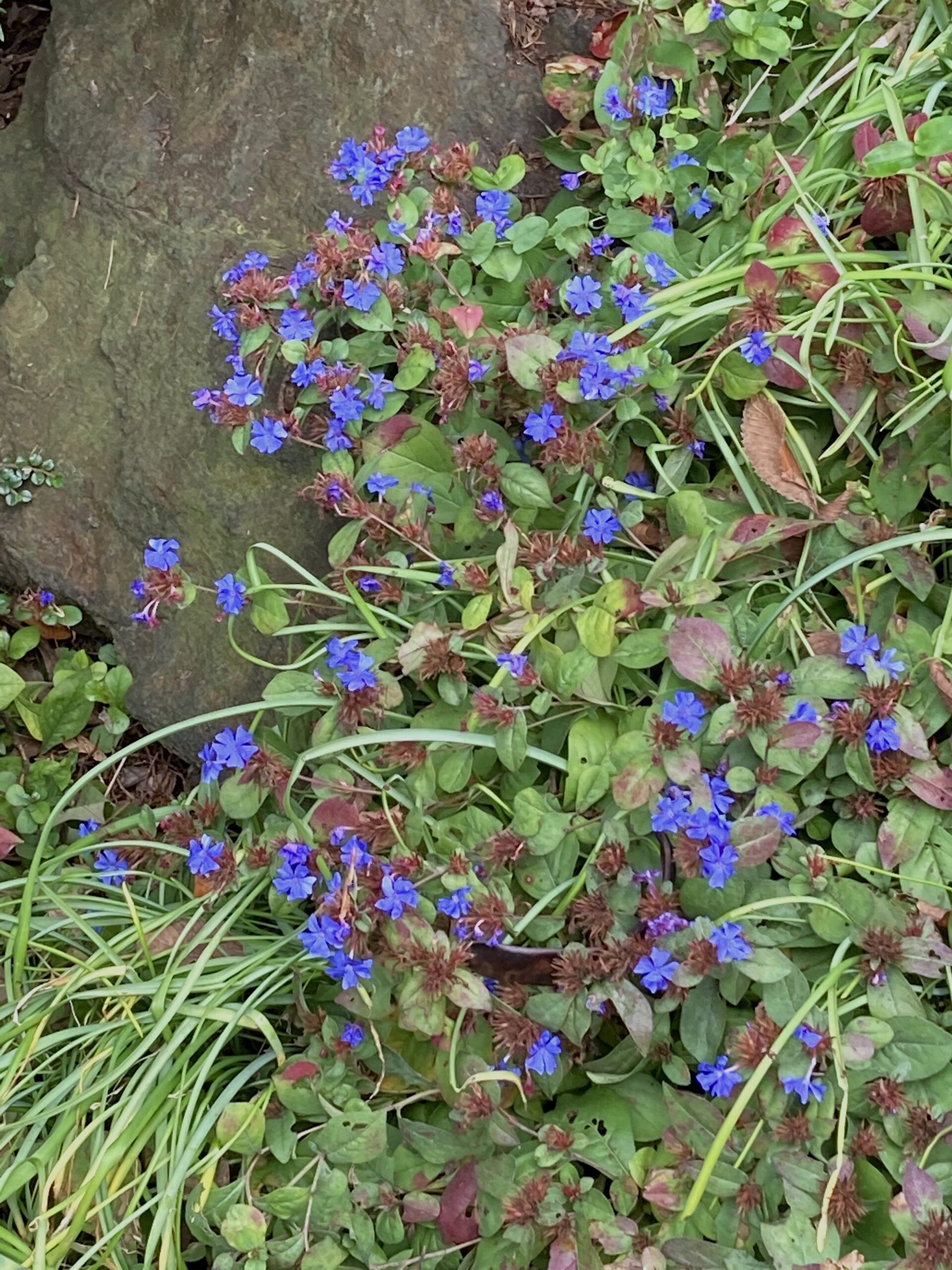 Ceratostigma plumbaginoides - plumbago