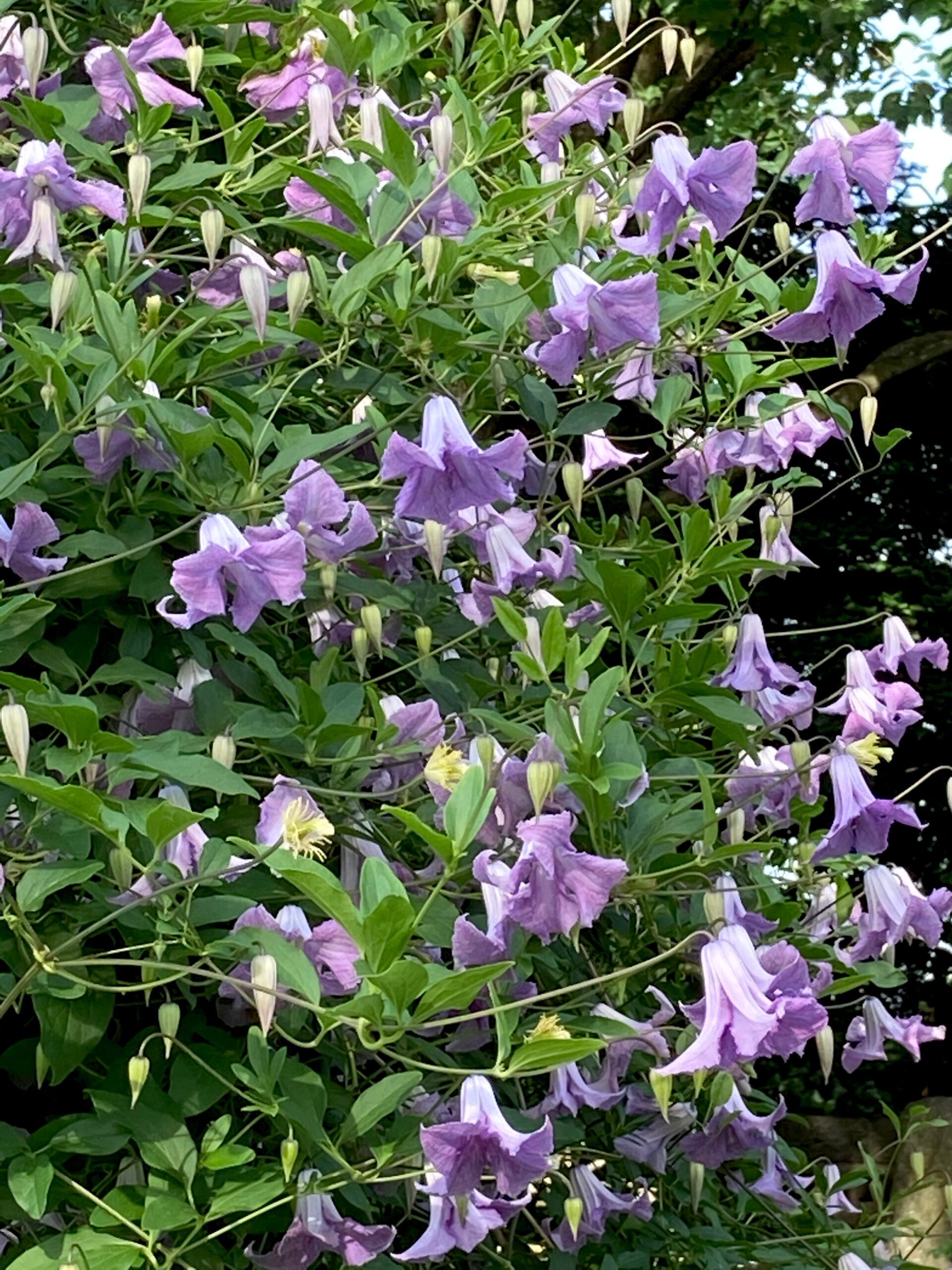 Clematis ‘Betty Corning’ - clematis